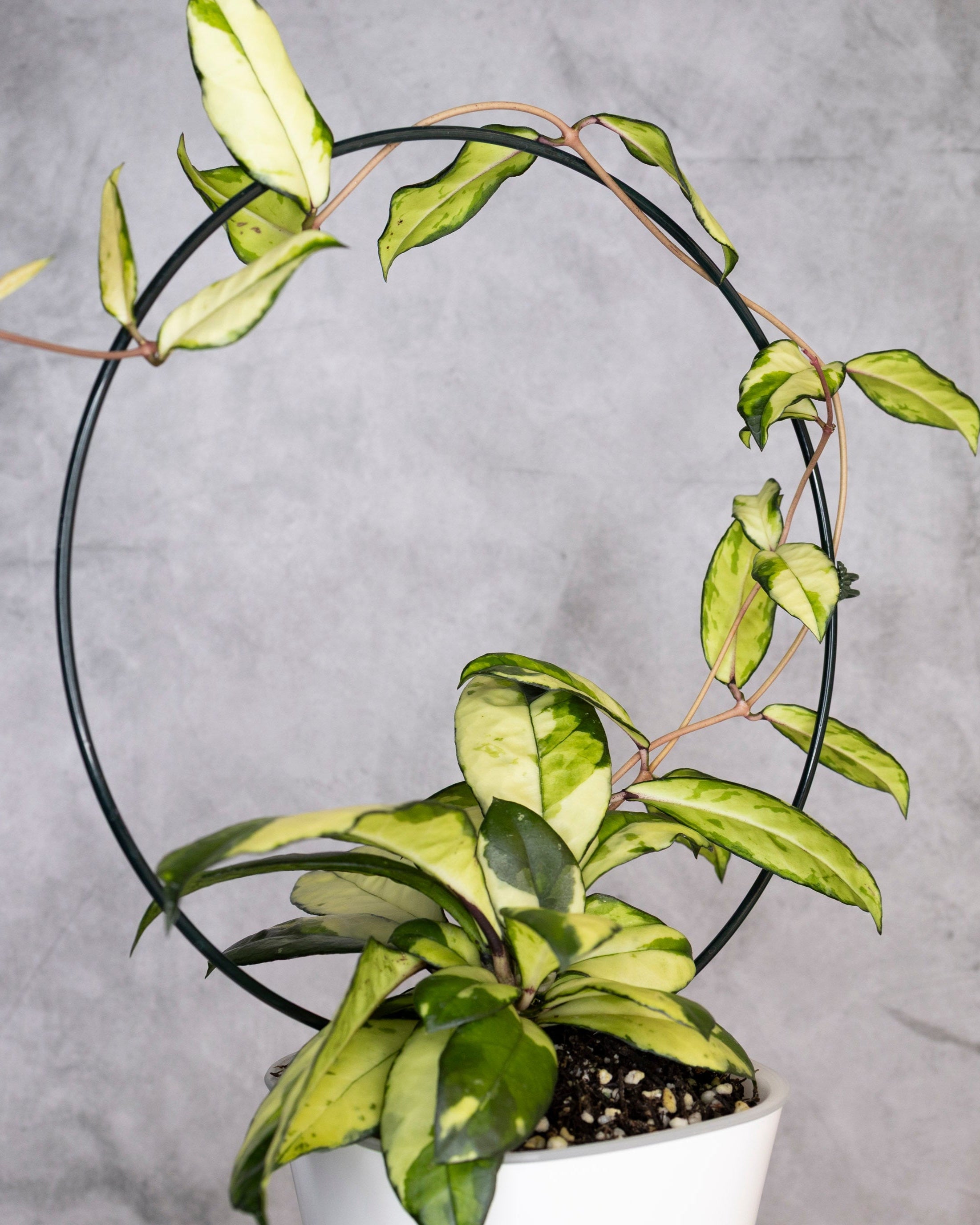 Hoya Crassipetiolata Variegated, Potted plant with a circular metal stand against a gray background