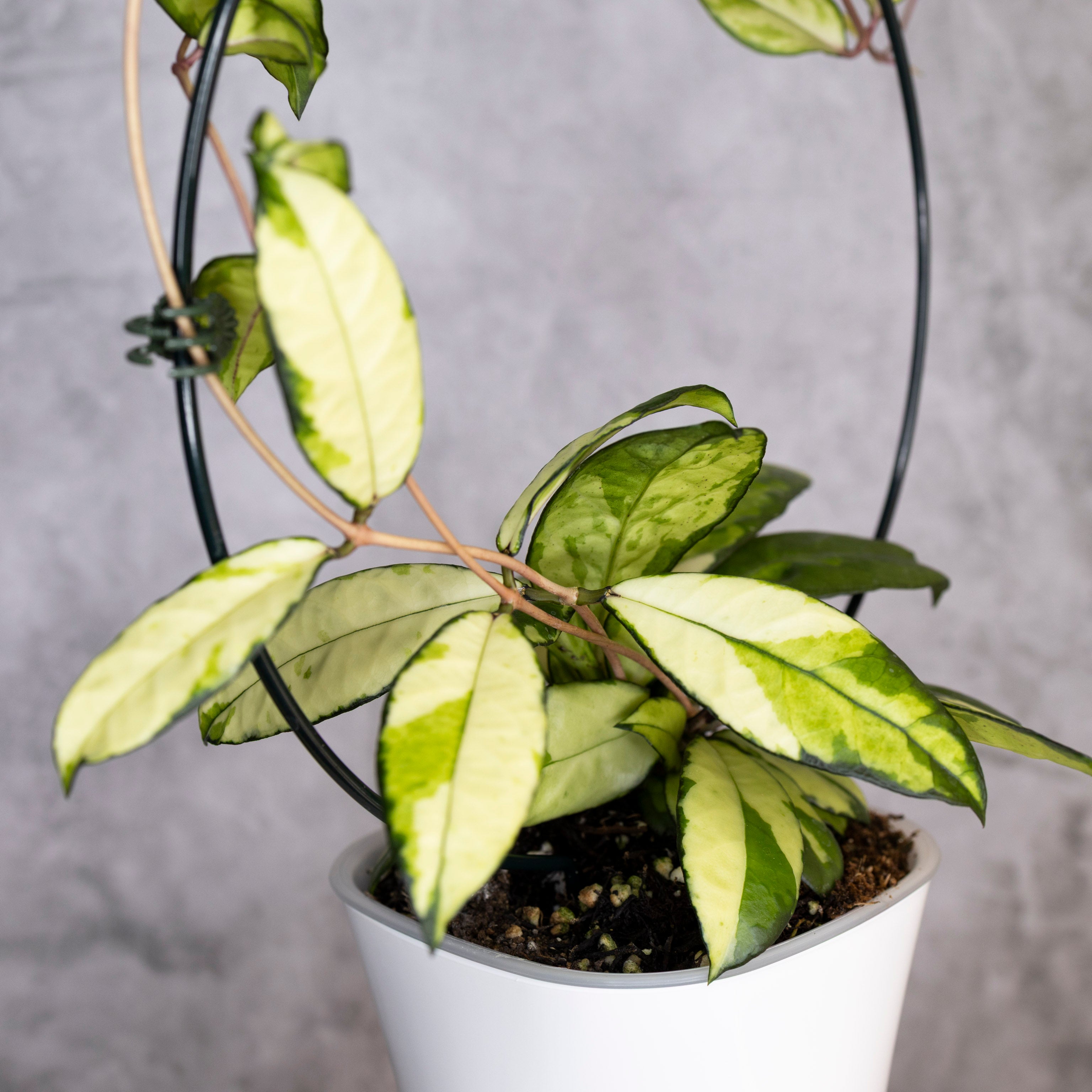 Hoya Crassipetiolata Variegated, Potted plant with green and yellow leaves on a gray background