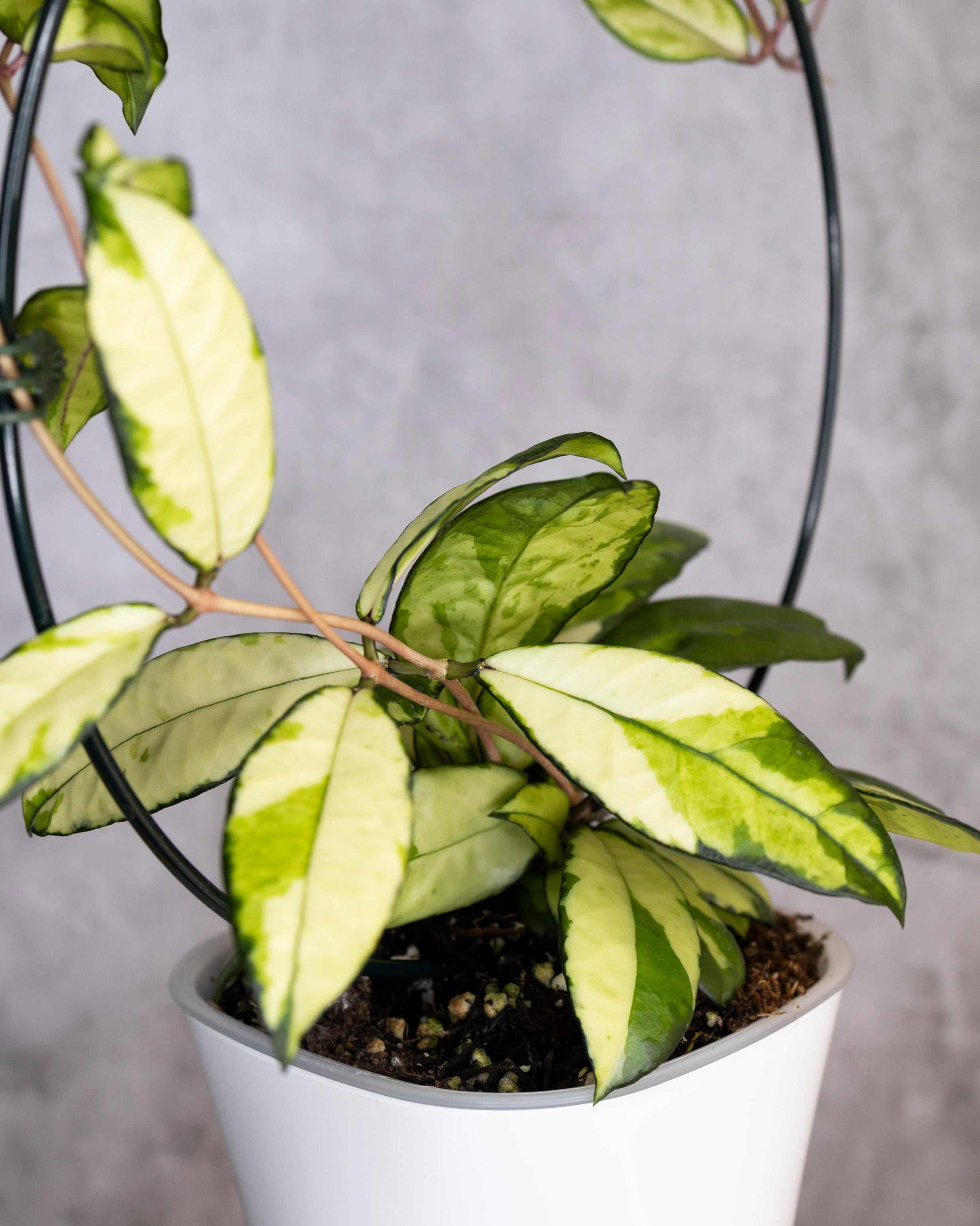Hoya Crassipetiolata Variegated, Potted plant with green and yellow leaves on a gray background