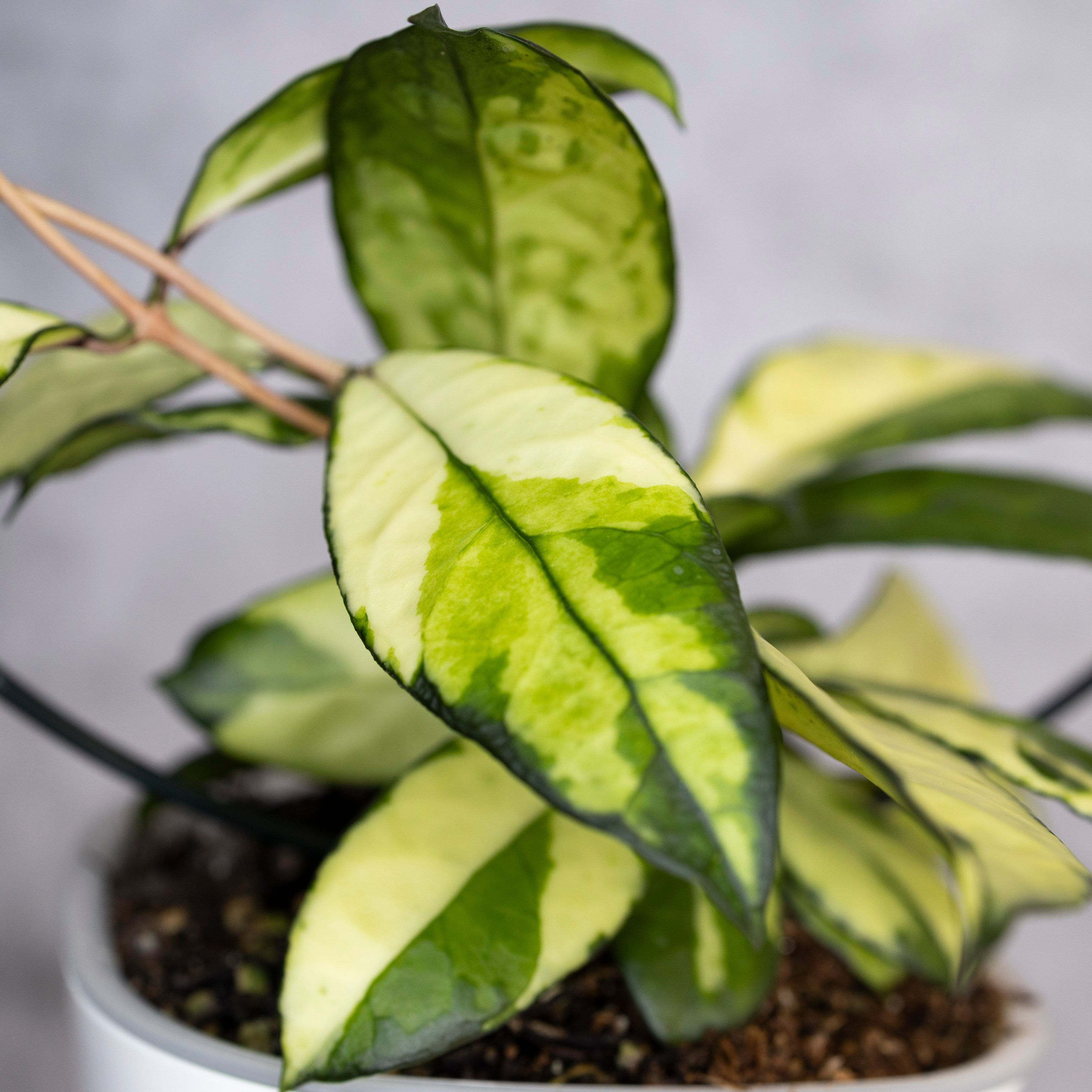 Hoya Crassipetiolata Variegated, Potted plant with green and yellow leaves on a neutral background
