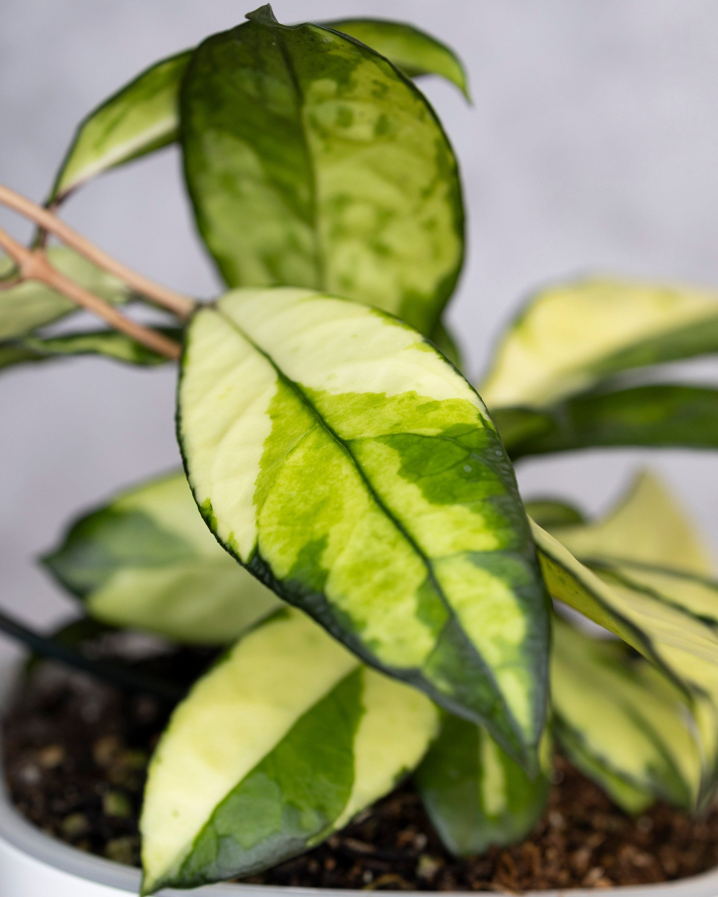 Hoya Crassipetiolata Variegated, Potted plant with green and yellow leaves on a neutral background
