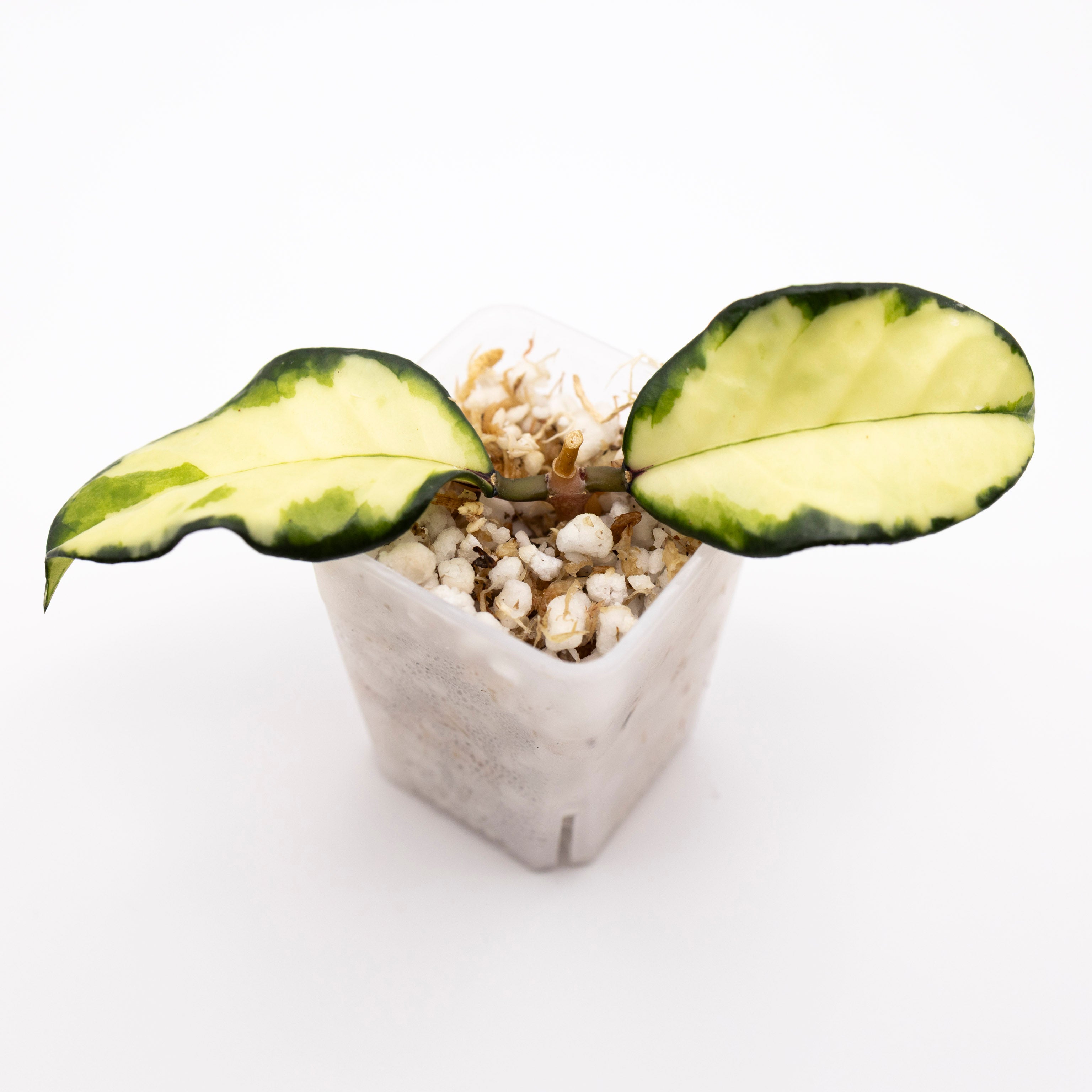 Hoya Crassipetiolata Variegated