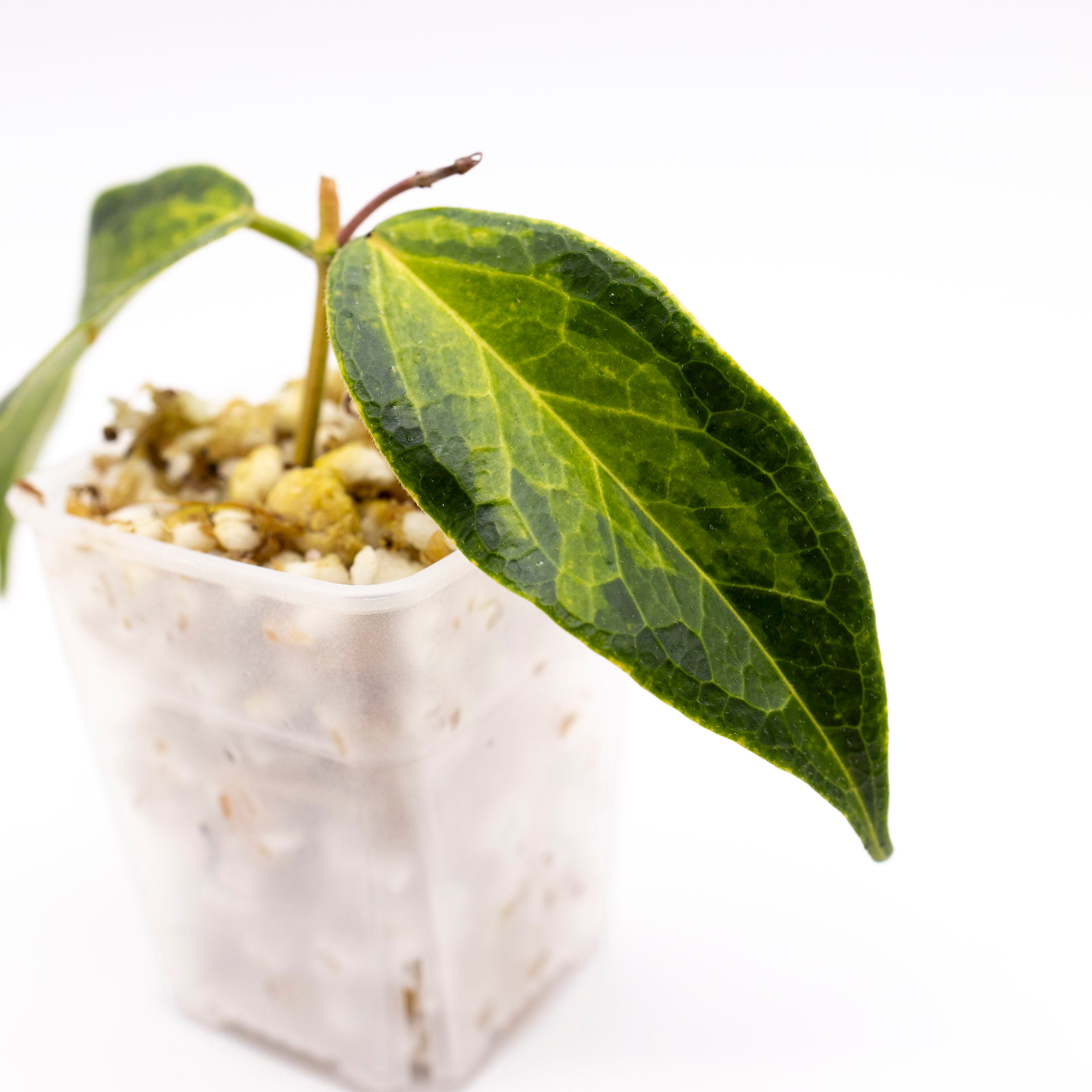 Hoya Dennisii Frida Variegated
