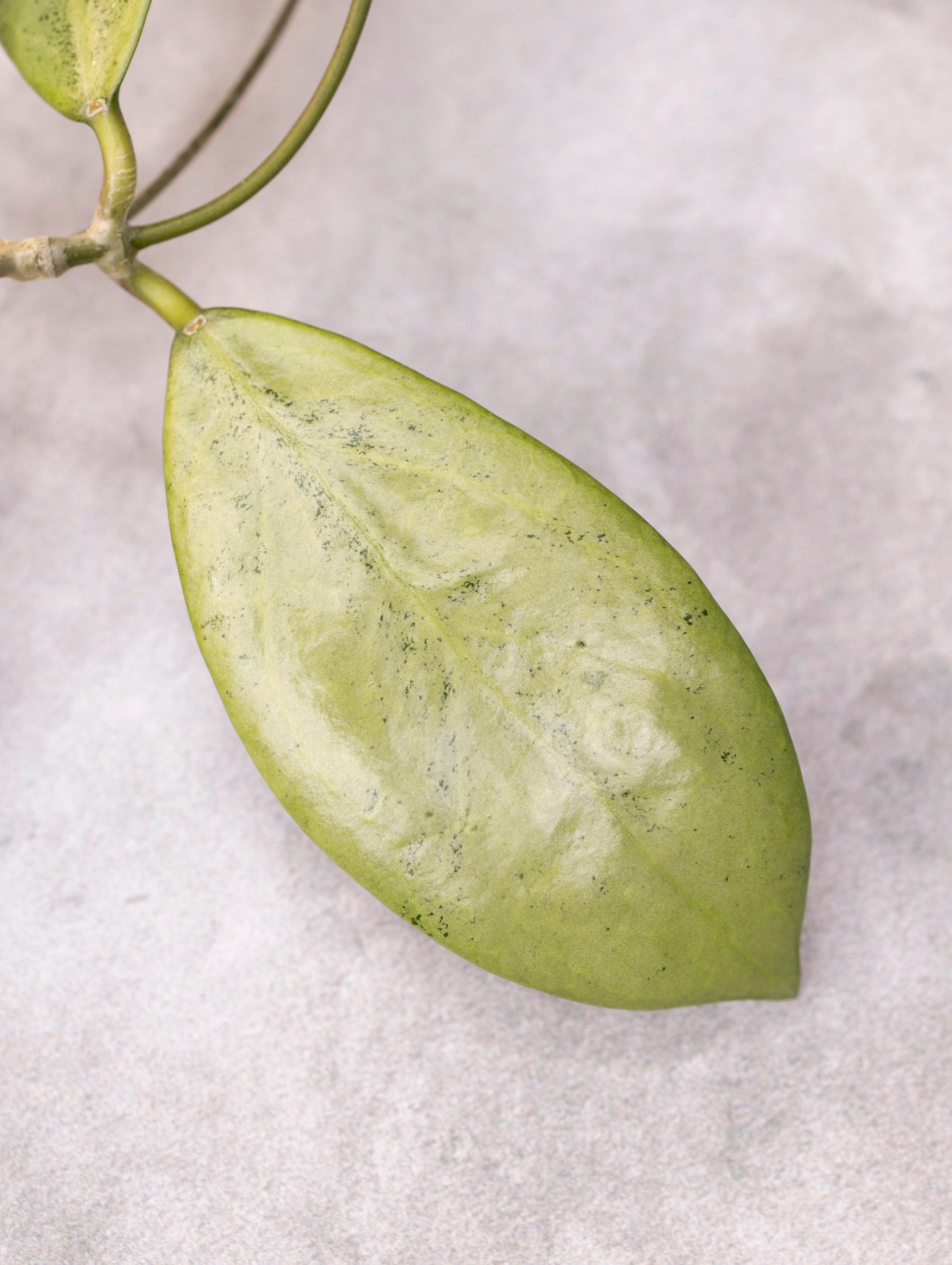 Close-up of a green leaf on a light gray background