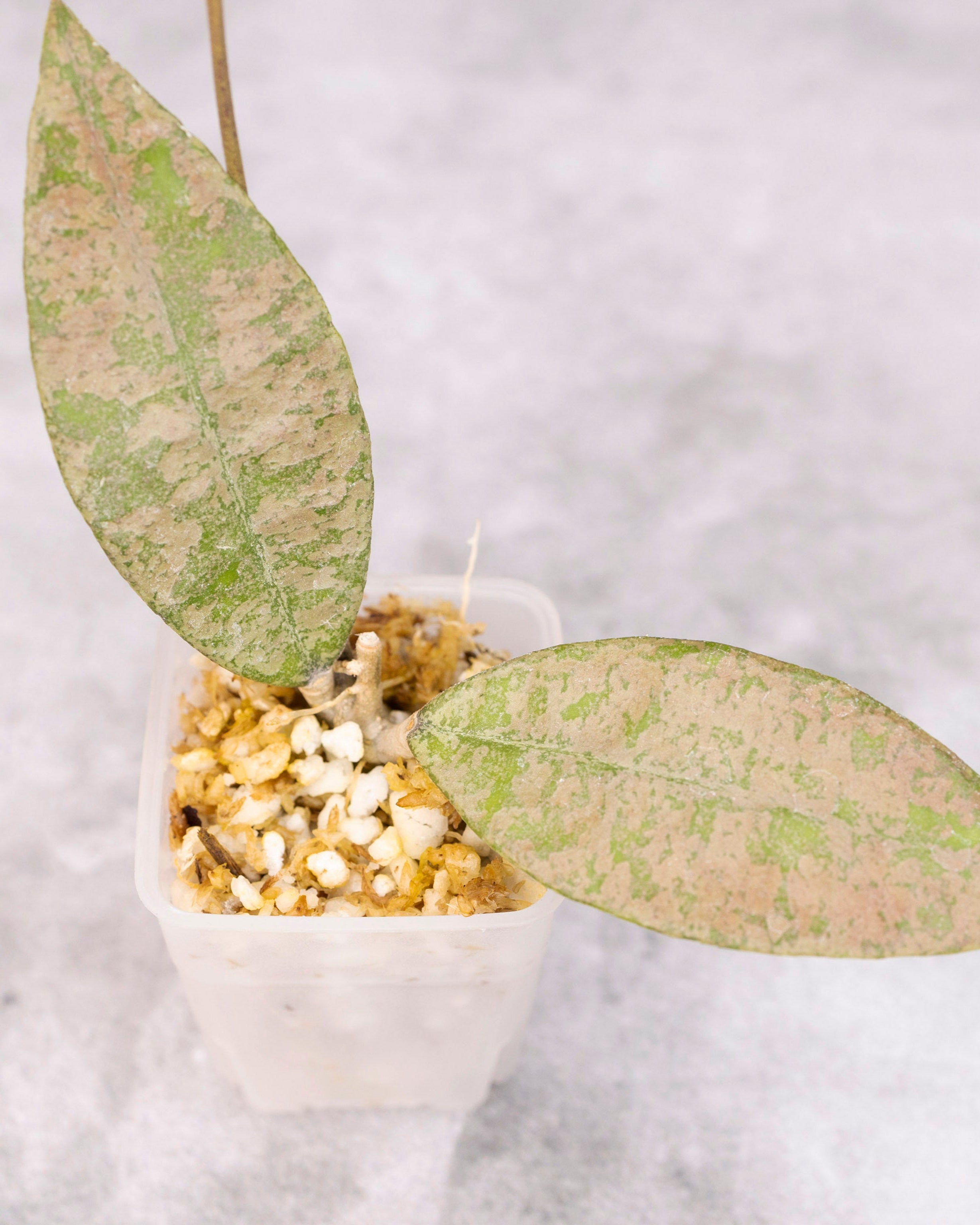 Hoya Finlaysonii Panggha Silver