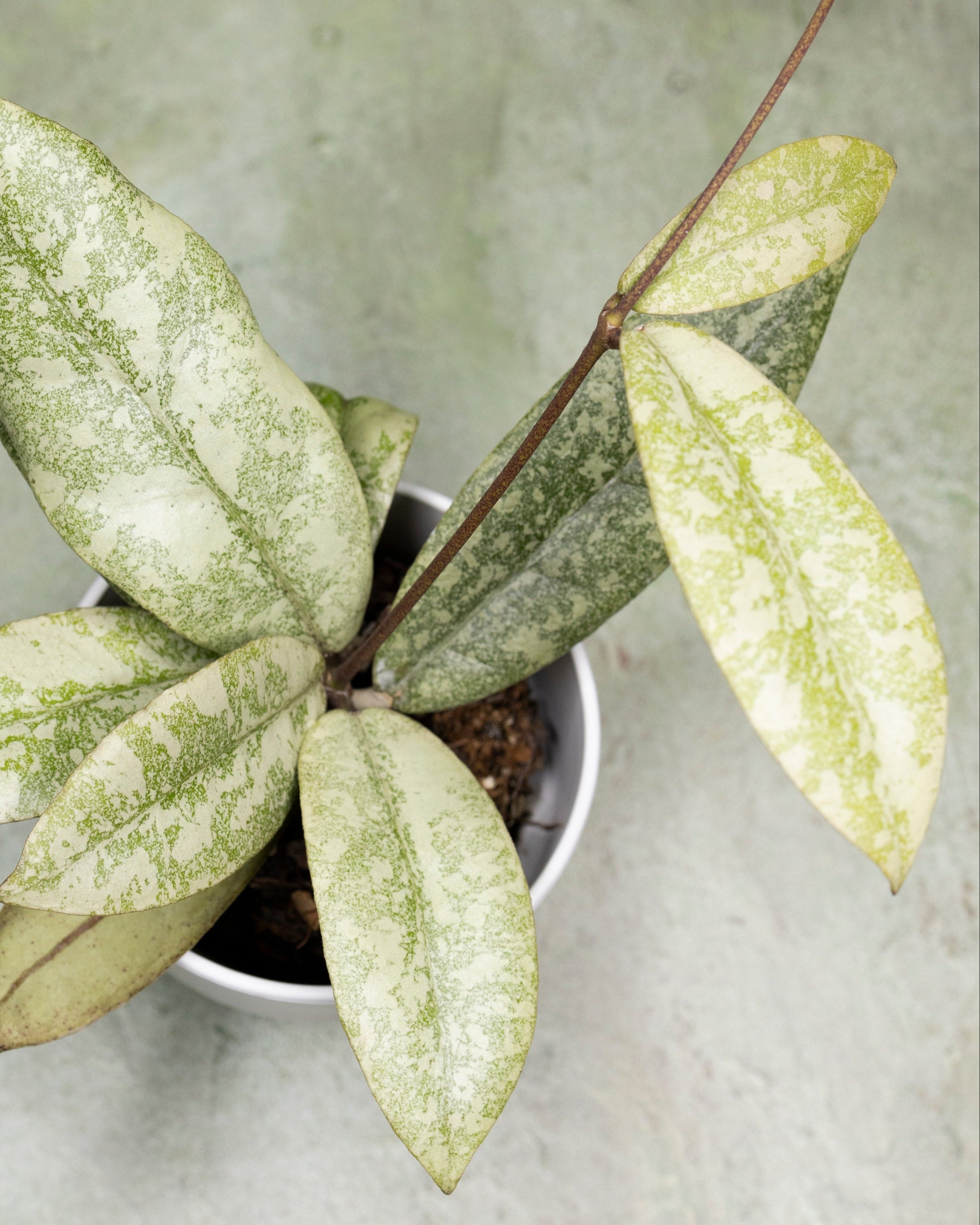 Hoya Finlaysonii Silver