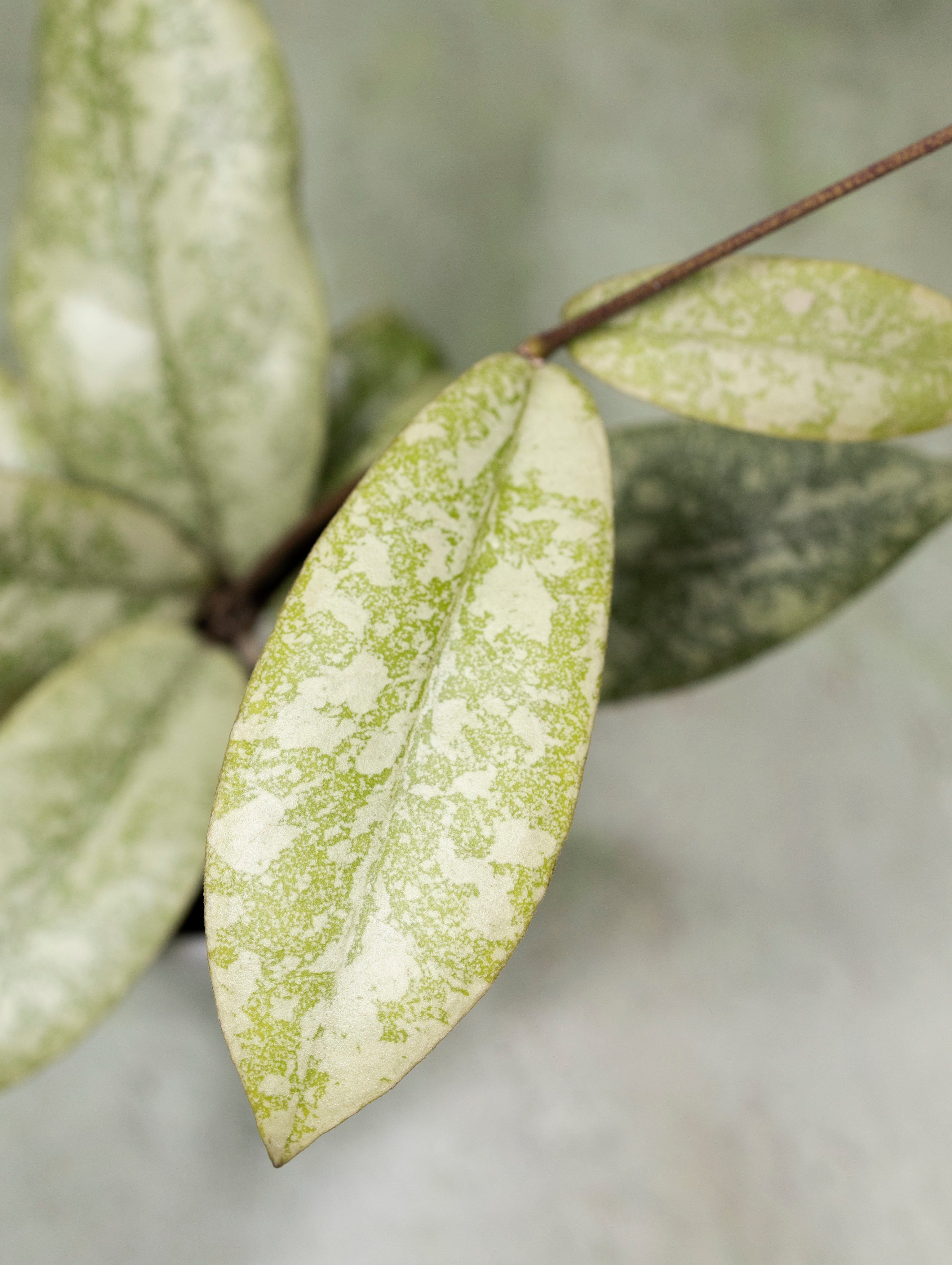 Hoya Finlaysonii Silver
