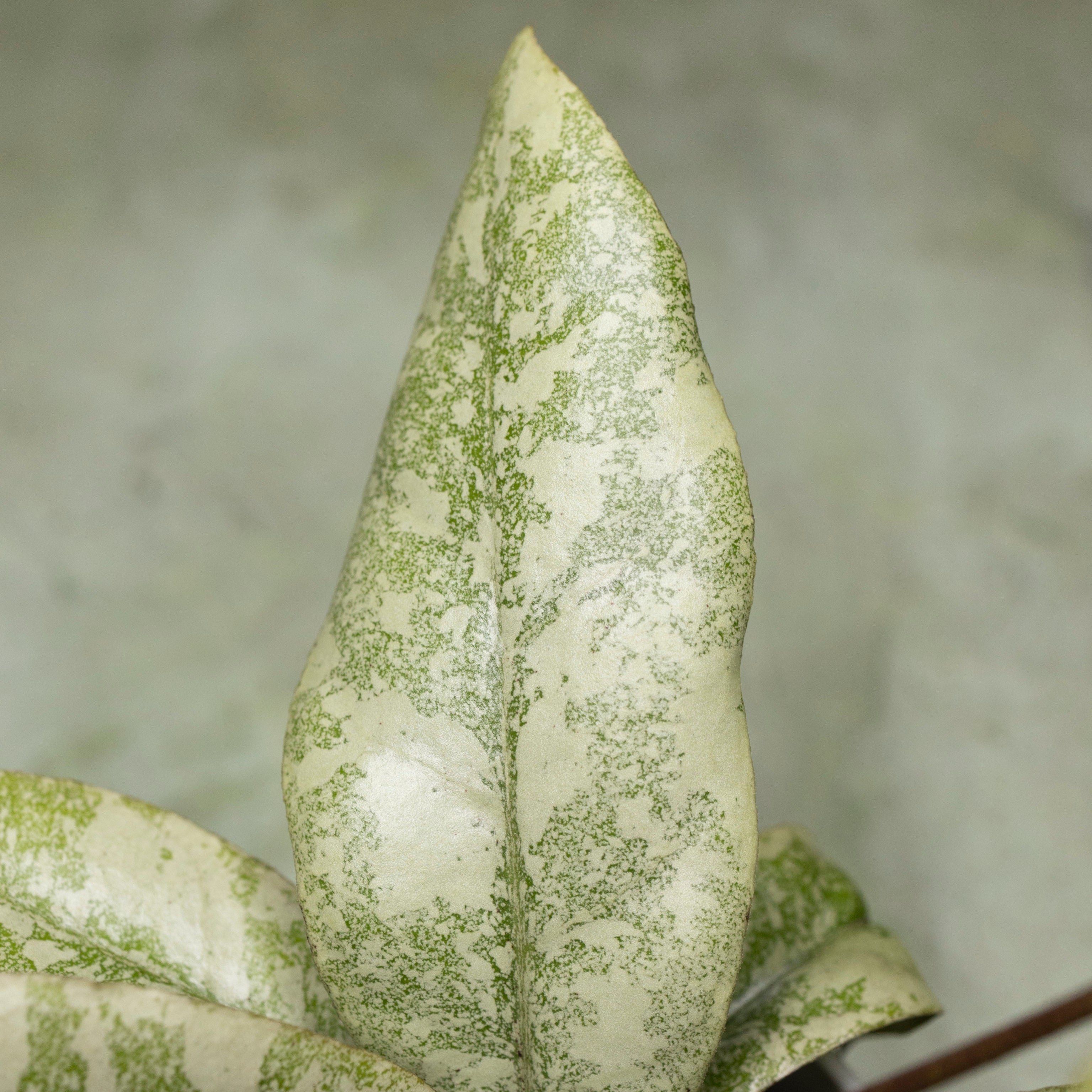 Hoya Finlaysonii Silver