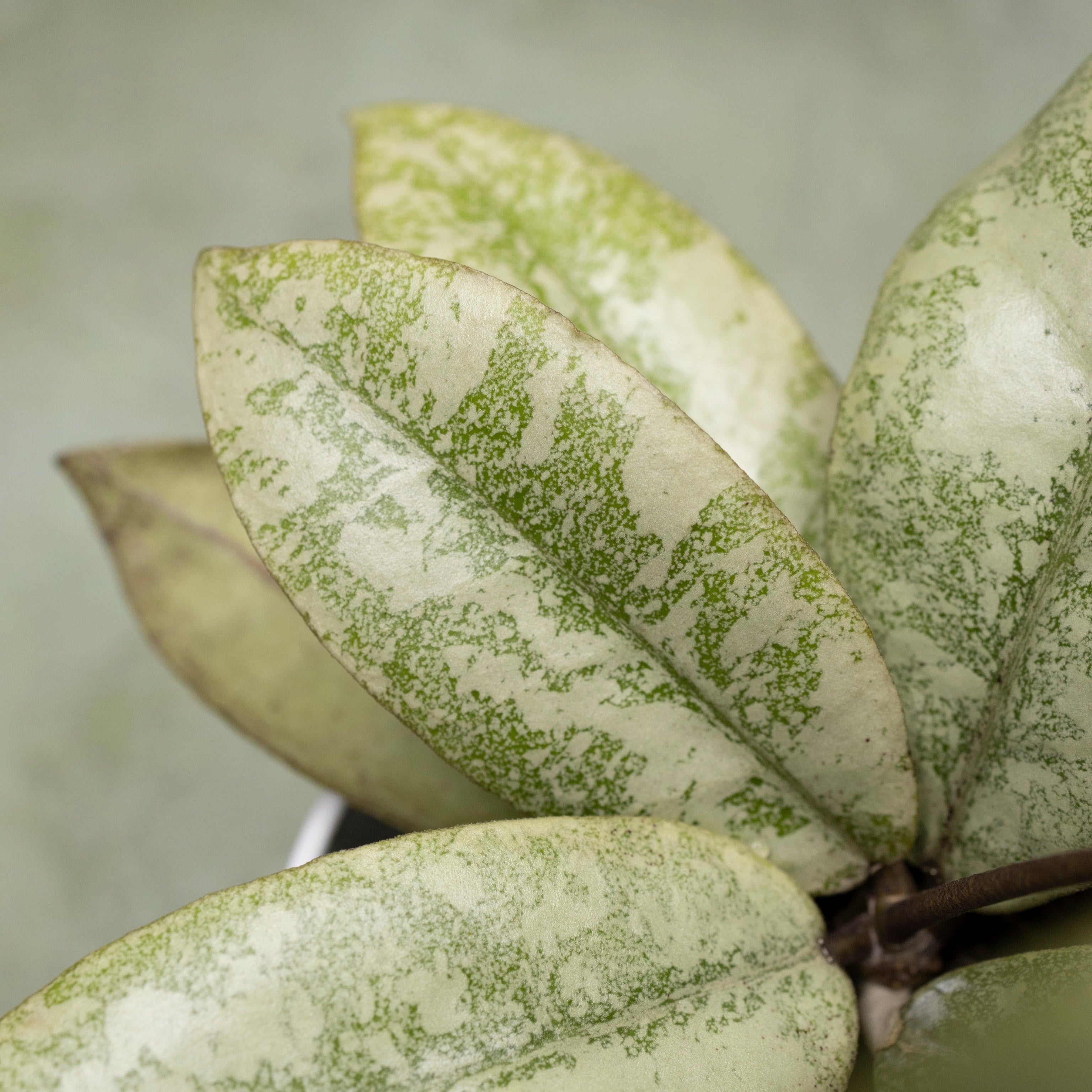 Hoya Finlaysonii Silver