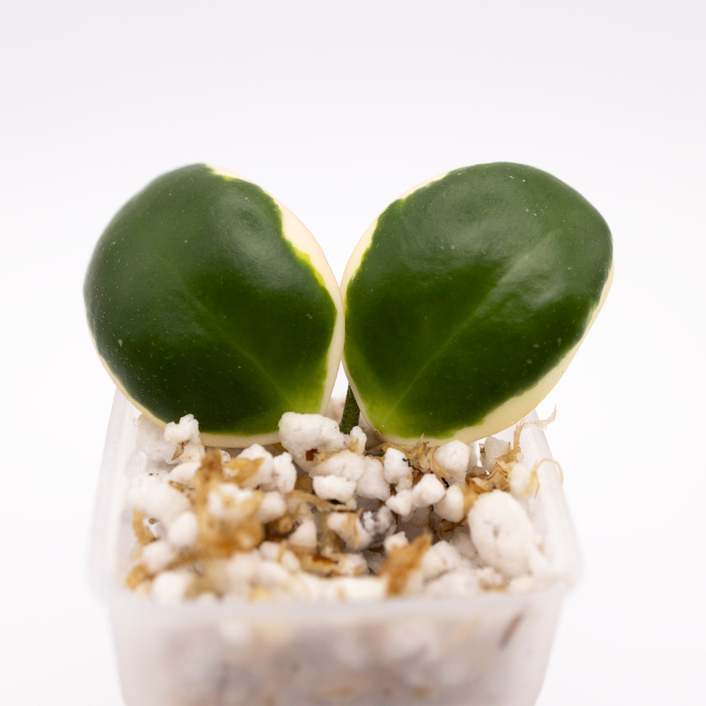 Hoya incurvula &