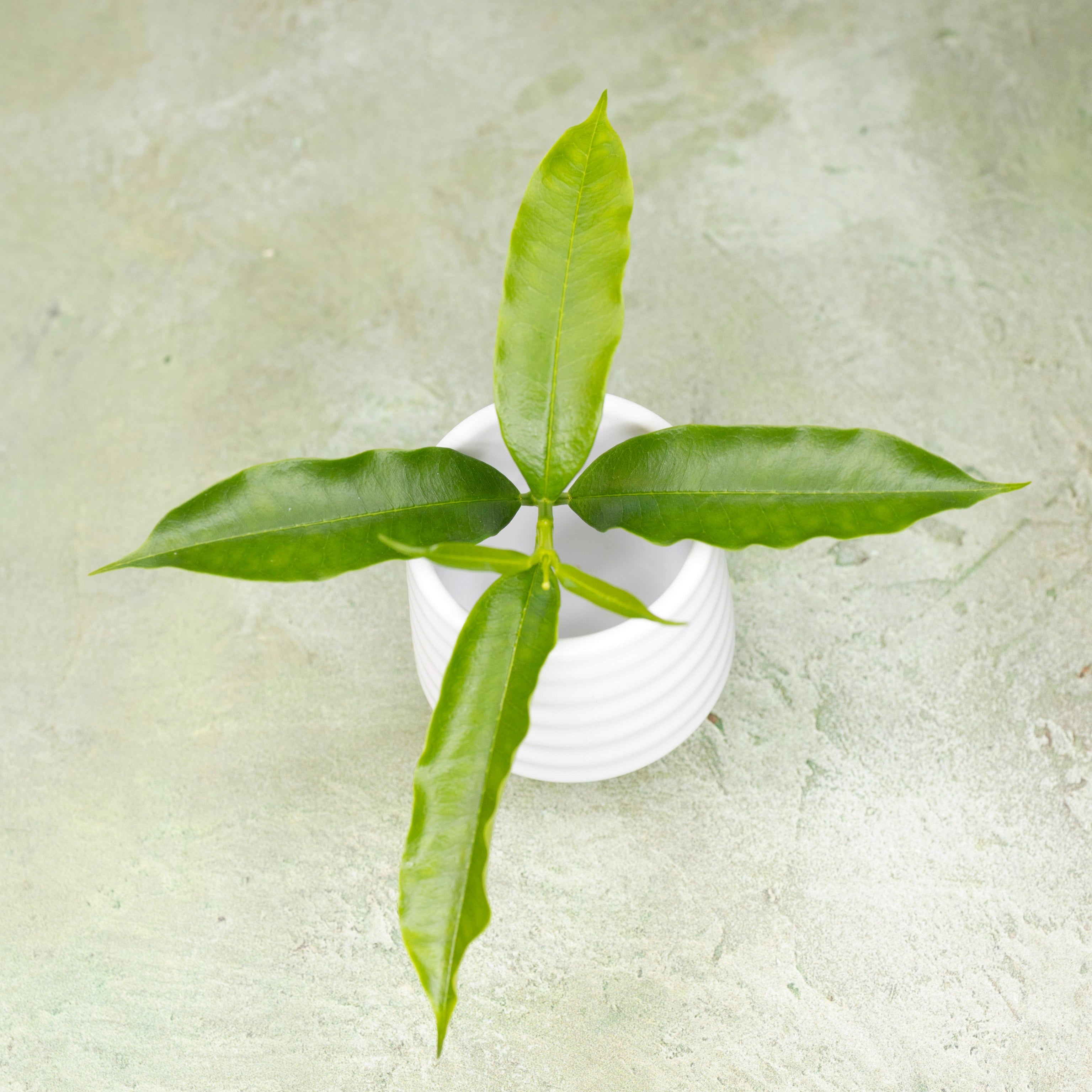 Hoya Irisiae