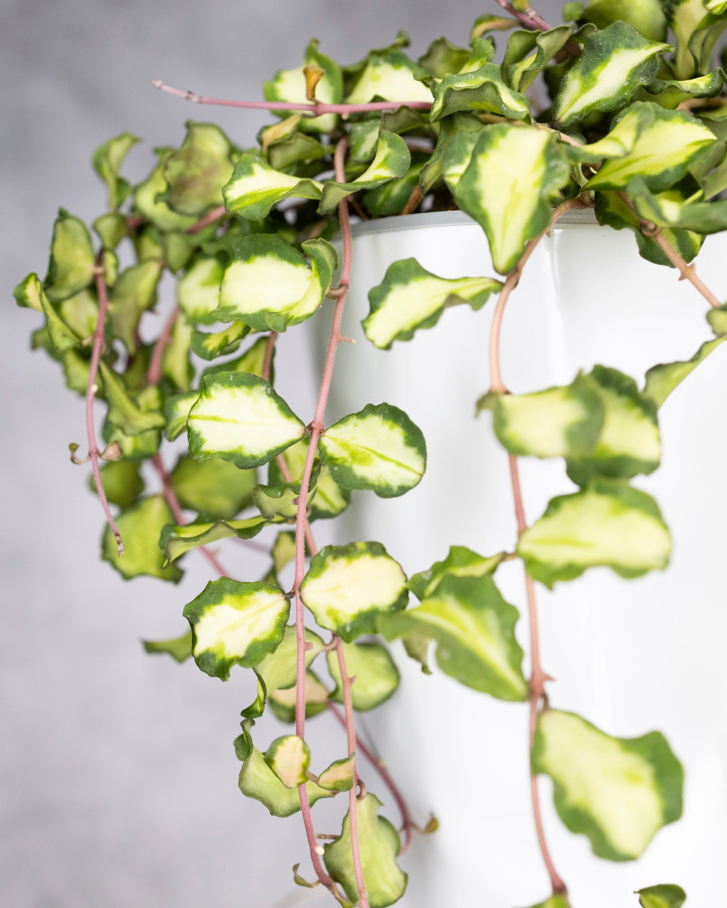 Green leafy plant with a blurred gray background, Hoya Kanyakumariana Variegated