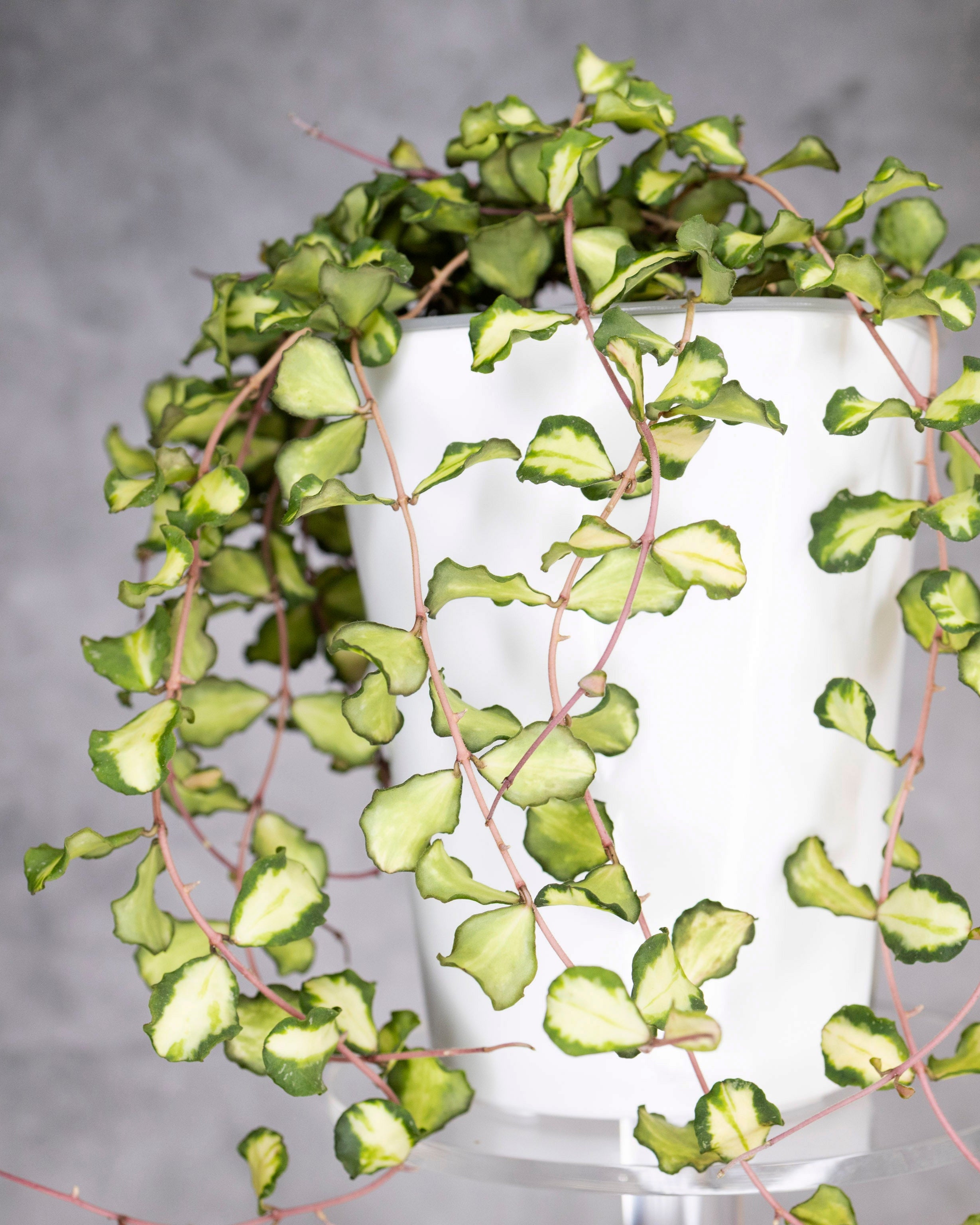 Hoya Kanyakumariana Variegated, long vines, in a white pot