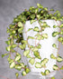 Hoya Kanyakumariana Variegated, long vines, in a white pot