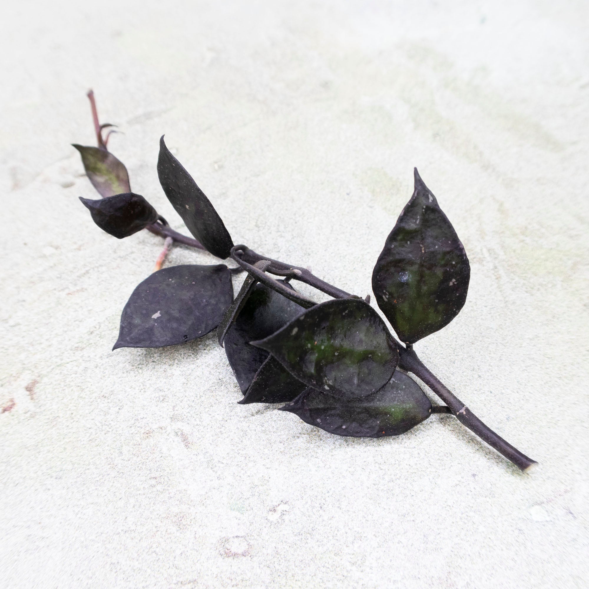 Hoya Krohniana Black Leaves EPC-943