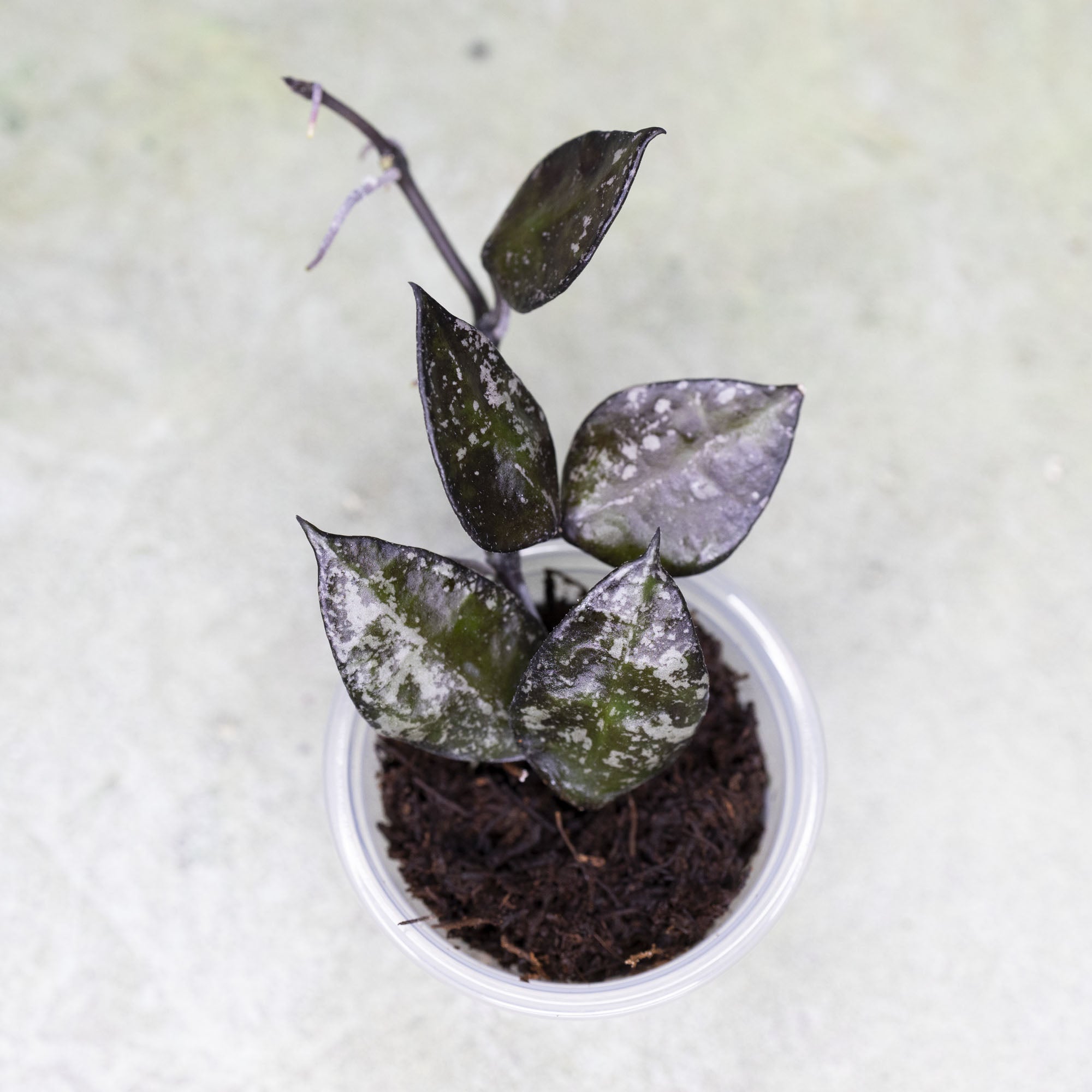 Hoya Krohniana Super Silver Black