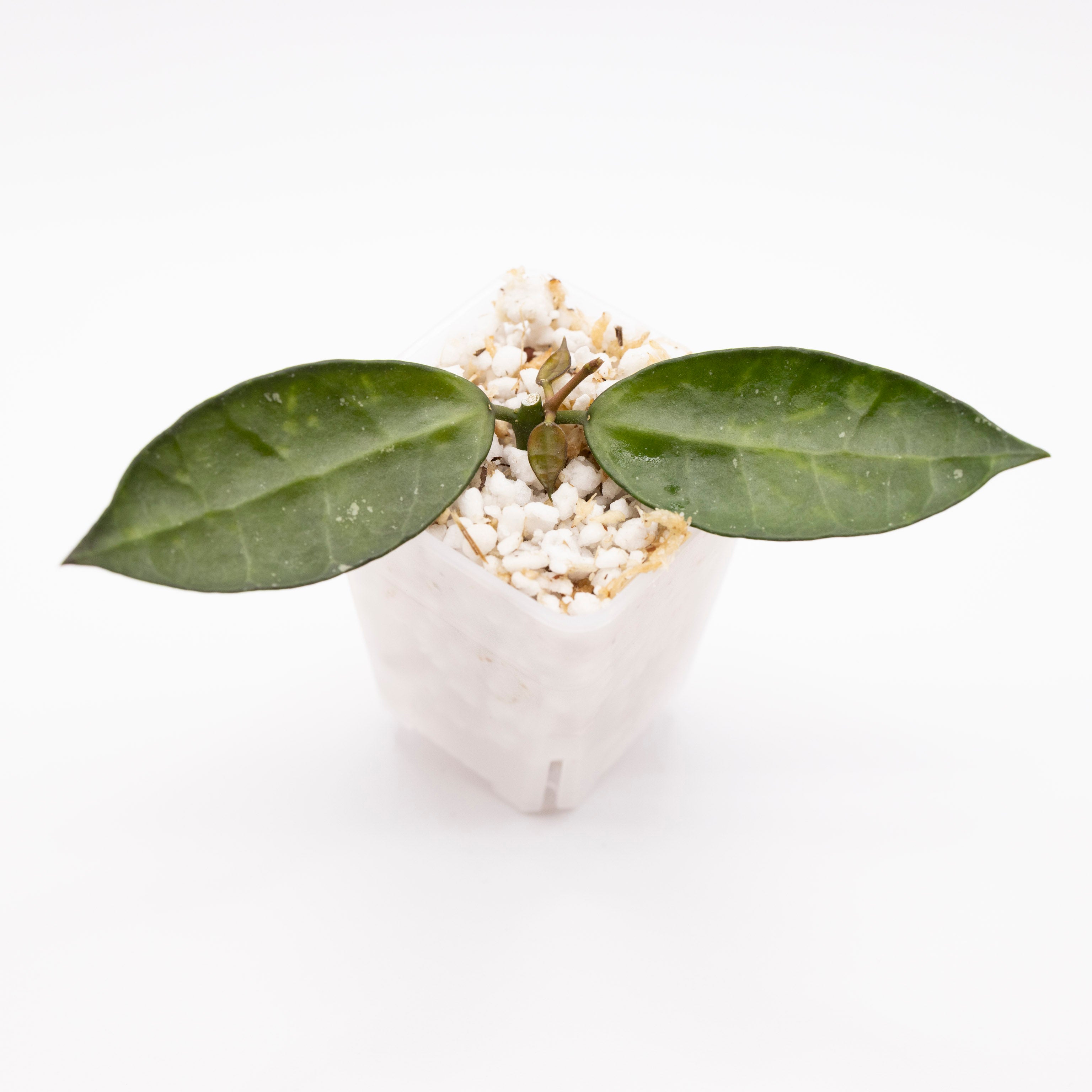 Hoya Lacunosa Amarillo