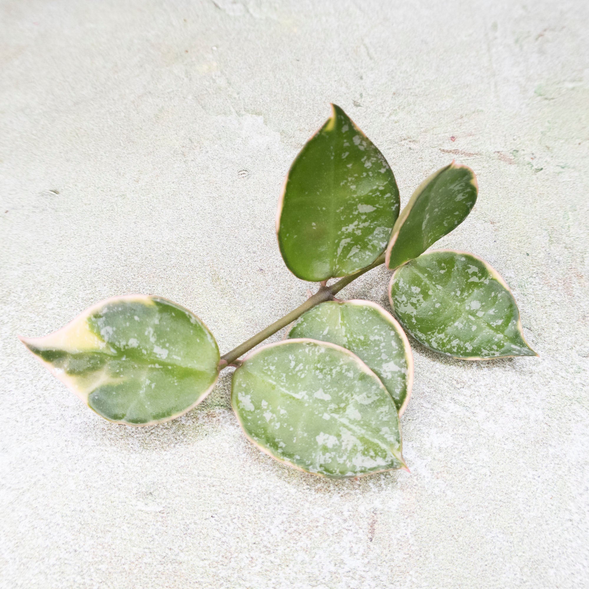 Hoya Lacunosa Asami Splash
