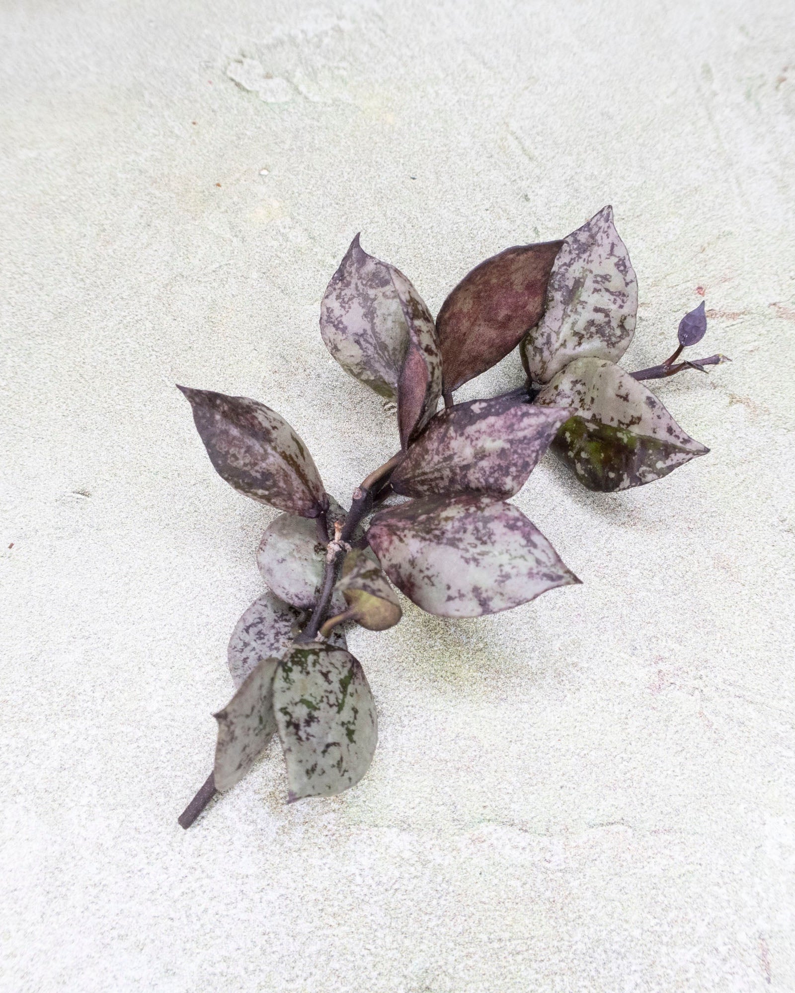 Hoya Lacunosa Black Aurora