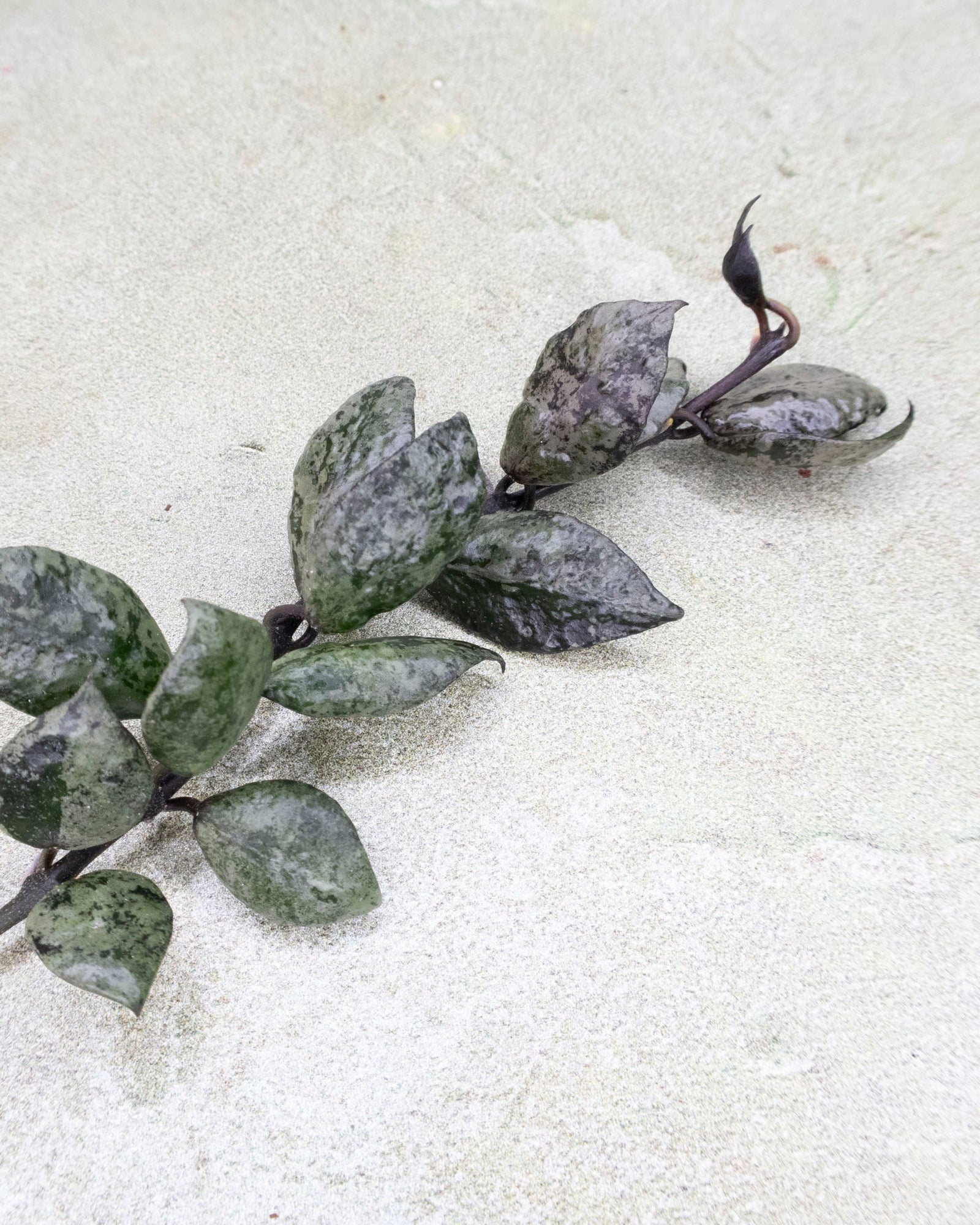 Hoya Lacunosa Black Aurora