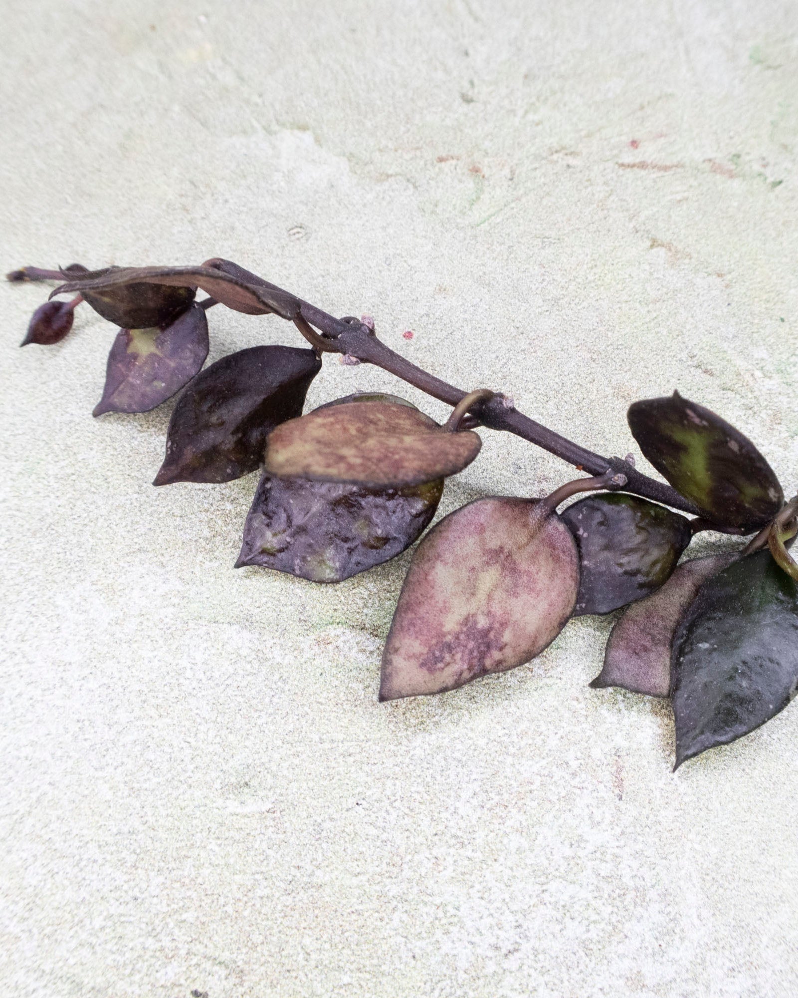 Hoya Lacunosa Black Queen