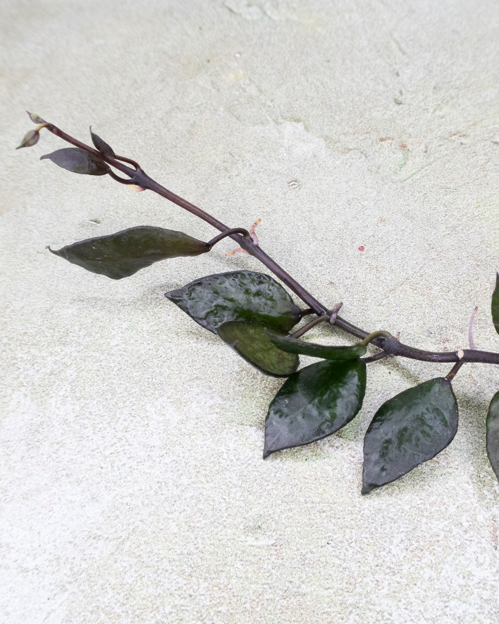 Hoya Lacunosa Black Queen
