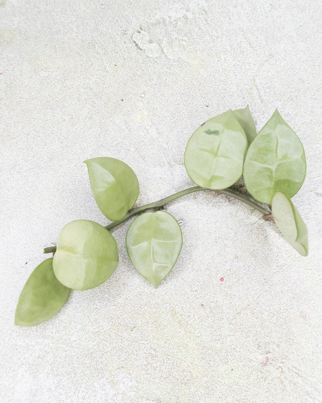 Hoya Lacunosa Full Moon