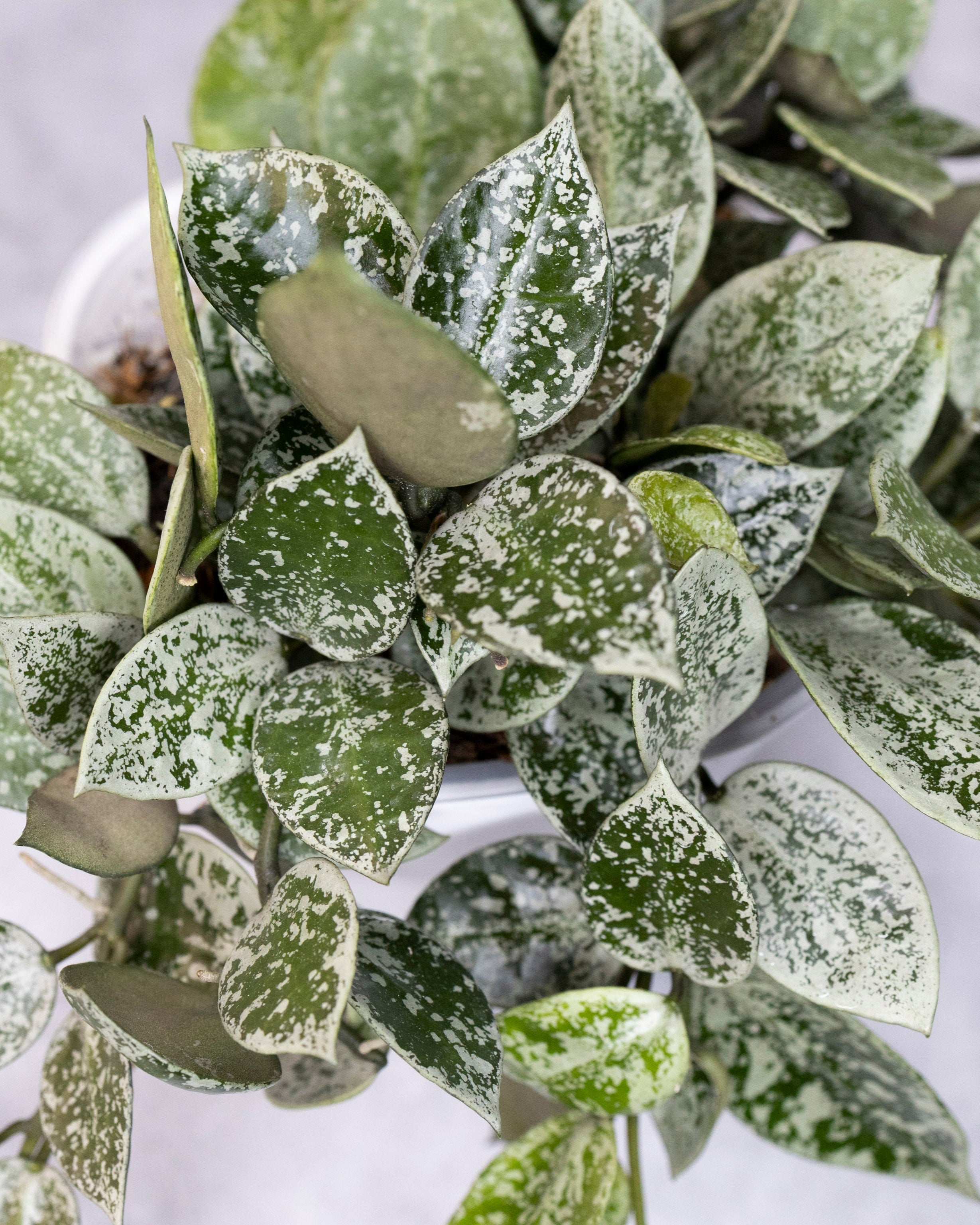 Hoya Lacunosa Gayung