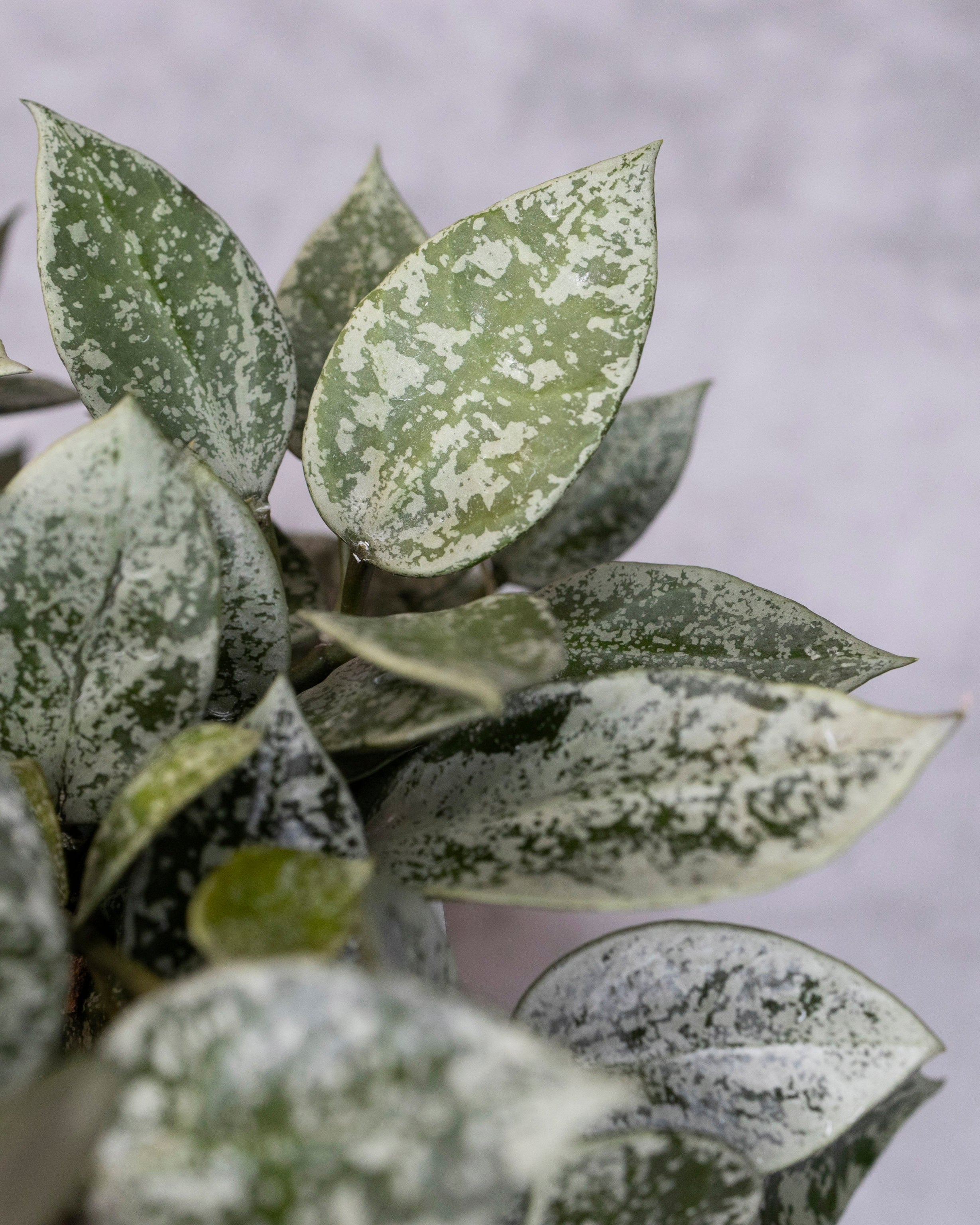 Hoya Lacunosa Gayung