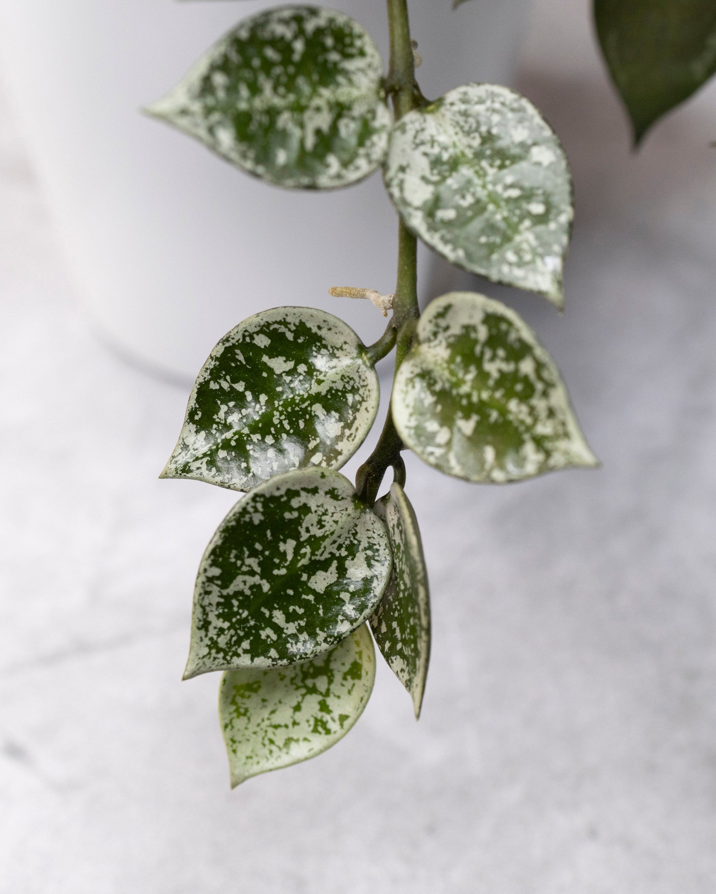 Close-up of a potted plant with green and white leaves on a light gray background