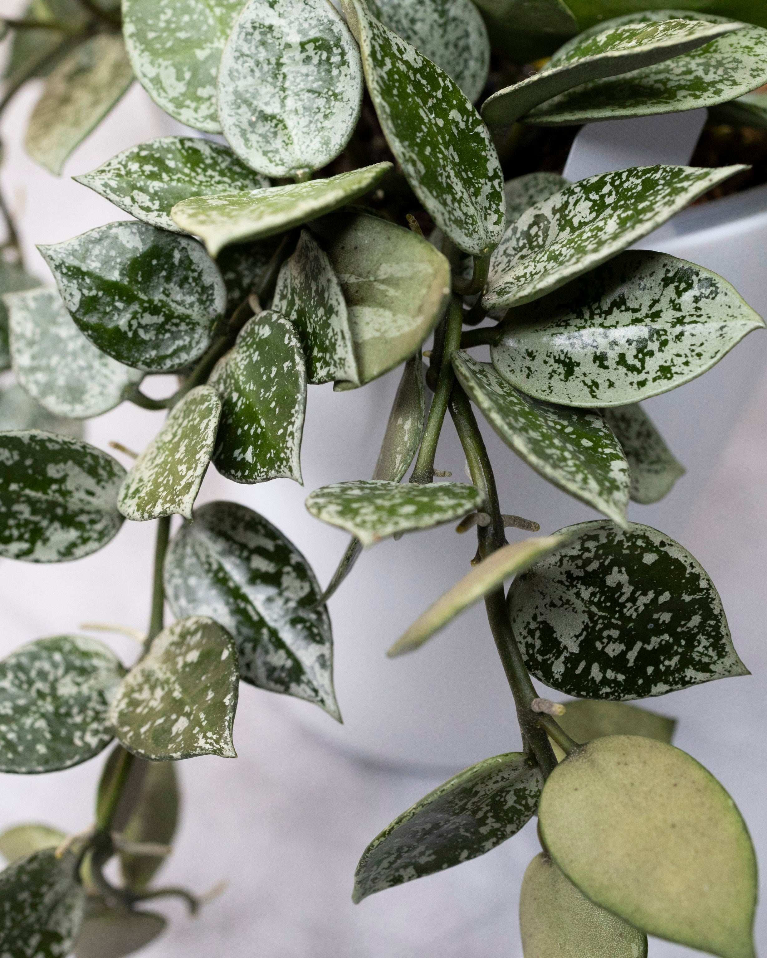 Close-up of a green leafy plant with a white background