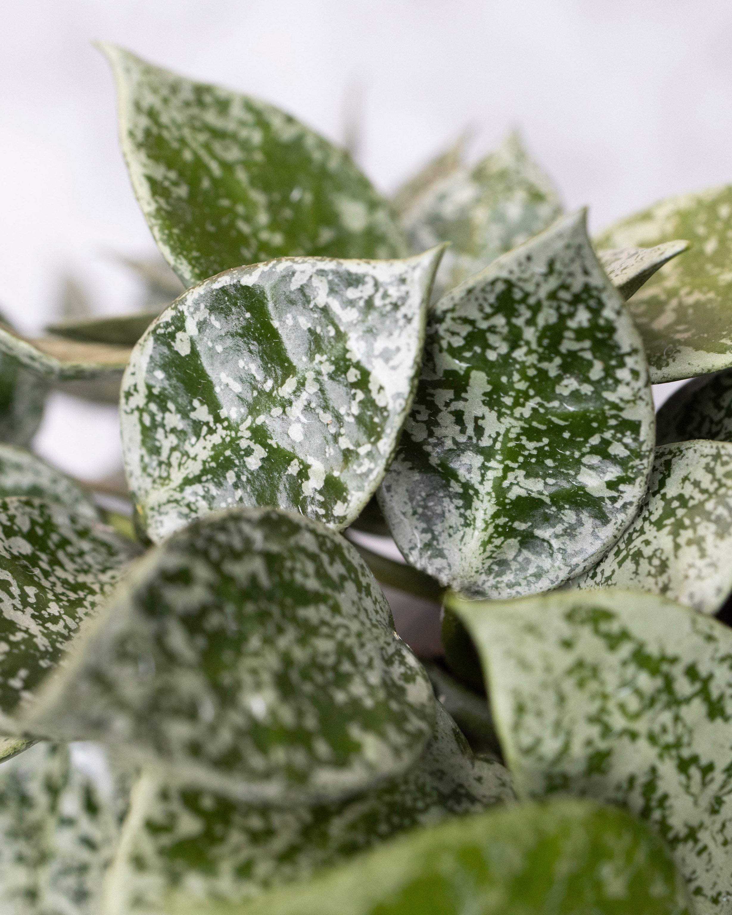 Close-up of a plant with green and white leaves on a blurred background