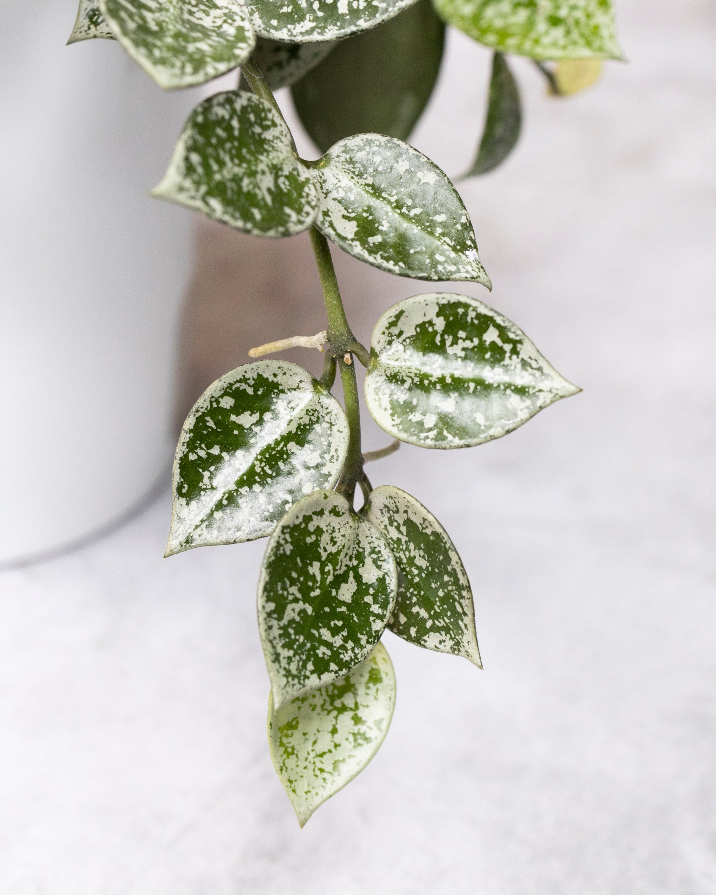 Hoya Lacunosa Gayung
