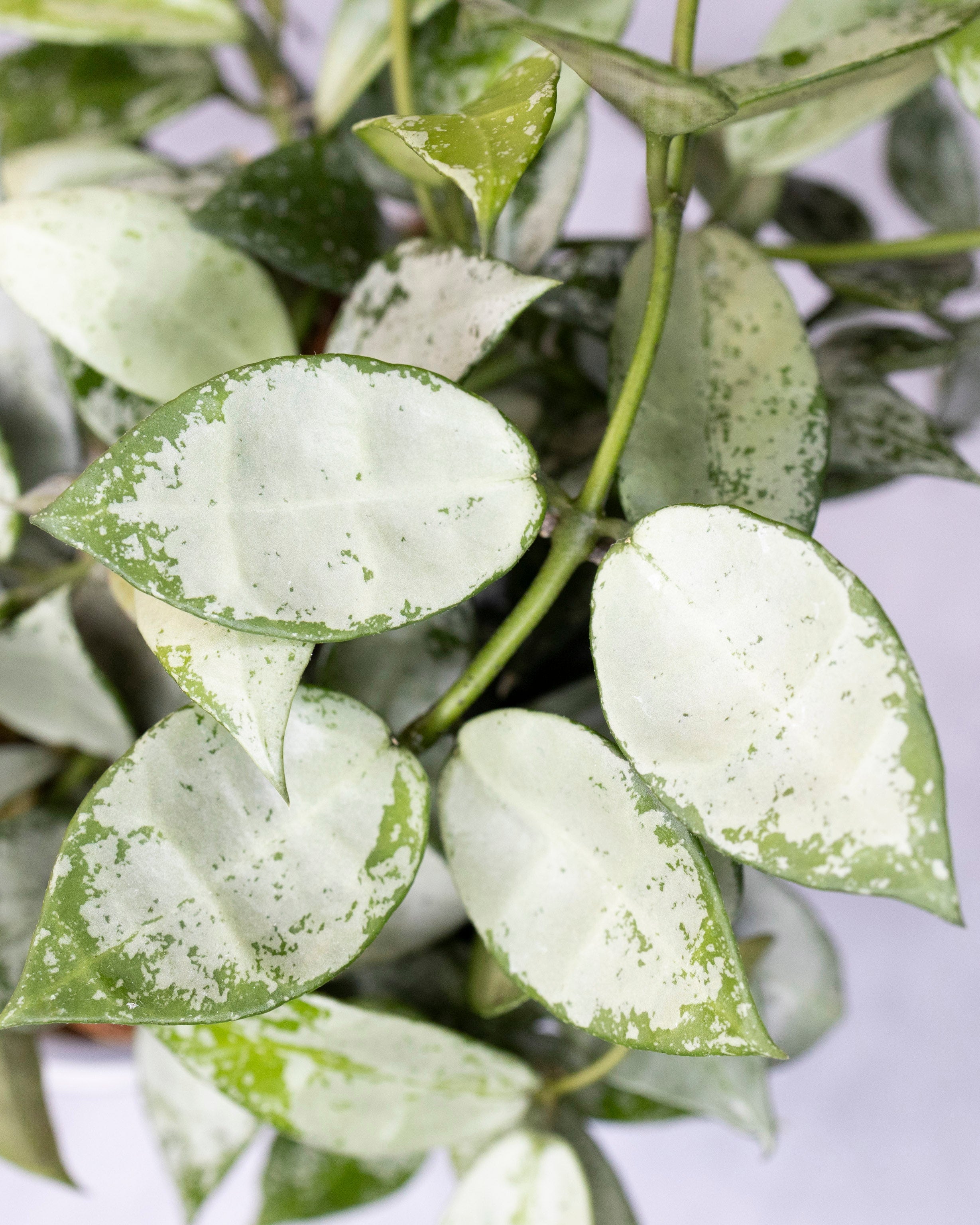 Close-up of a plant with green and white leaves on a light background