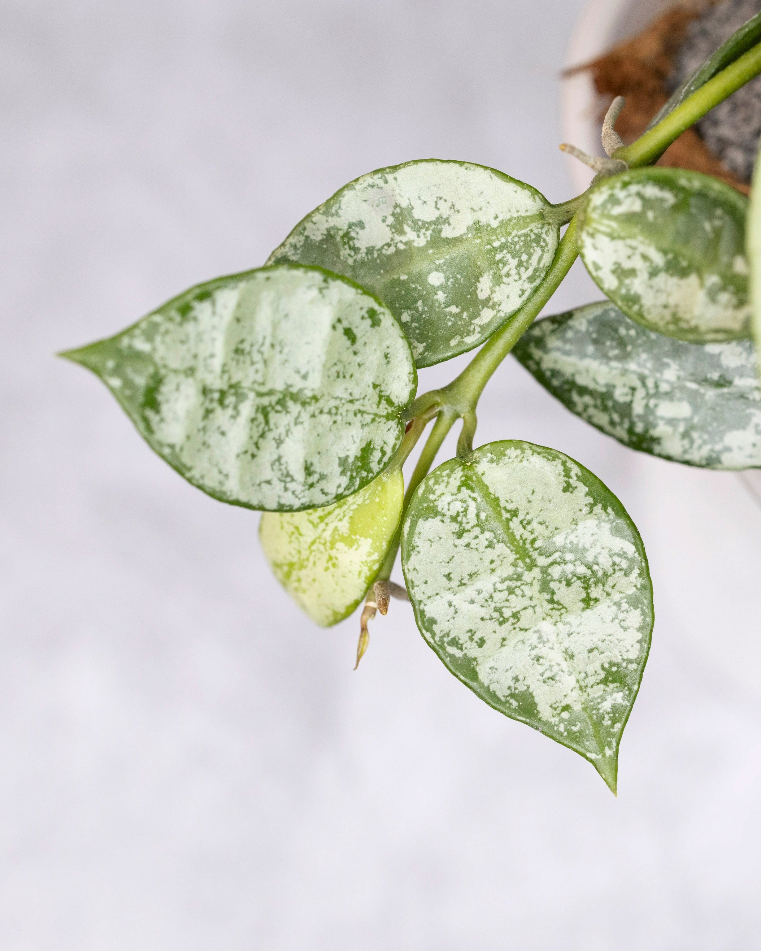 Close-up of a green leafy plant with a white background