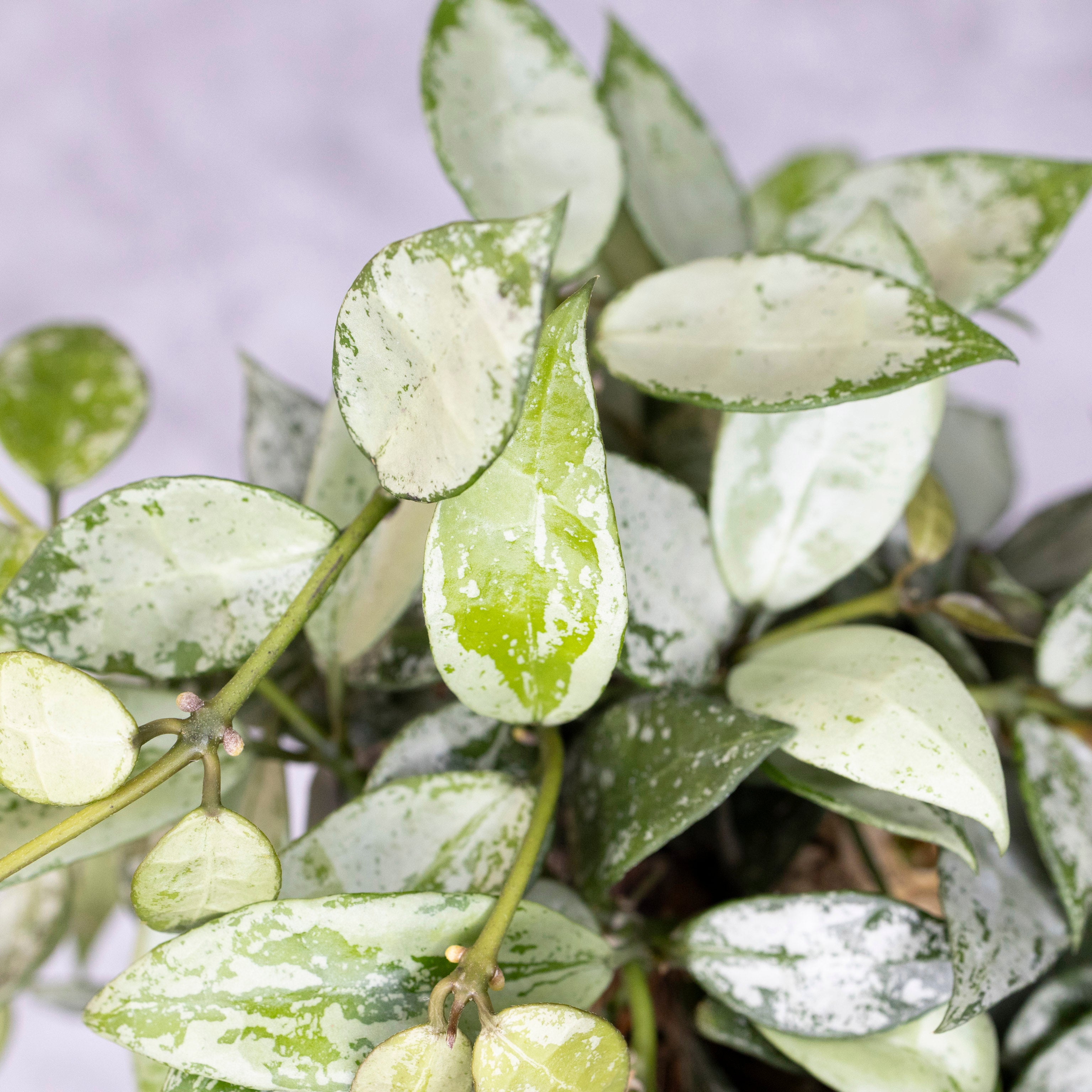 Close-up of a plant with green and white leaves against a blurred background