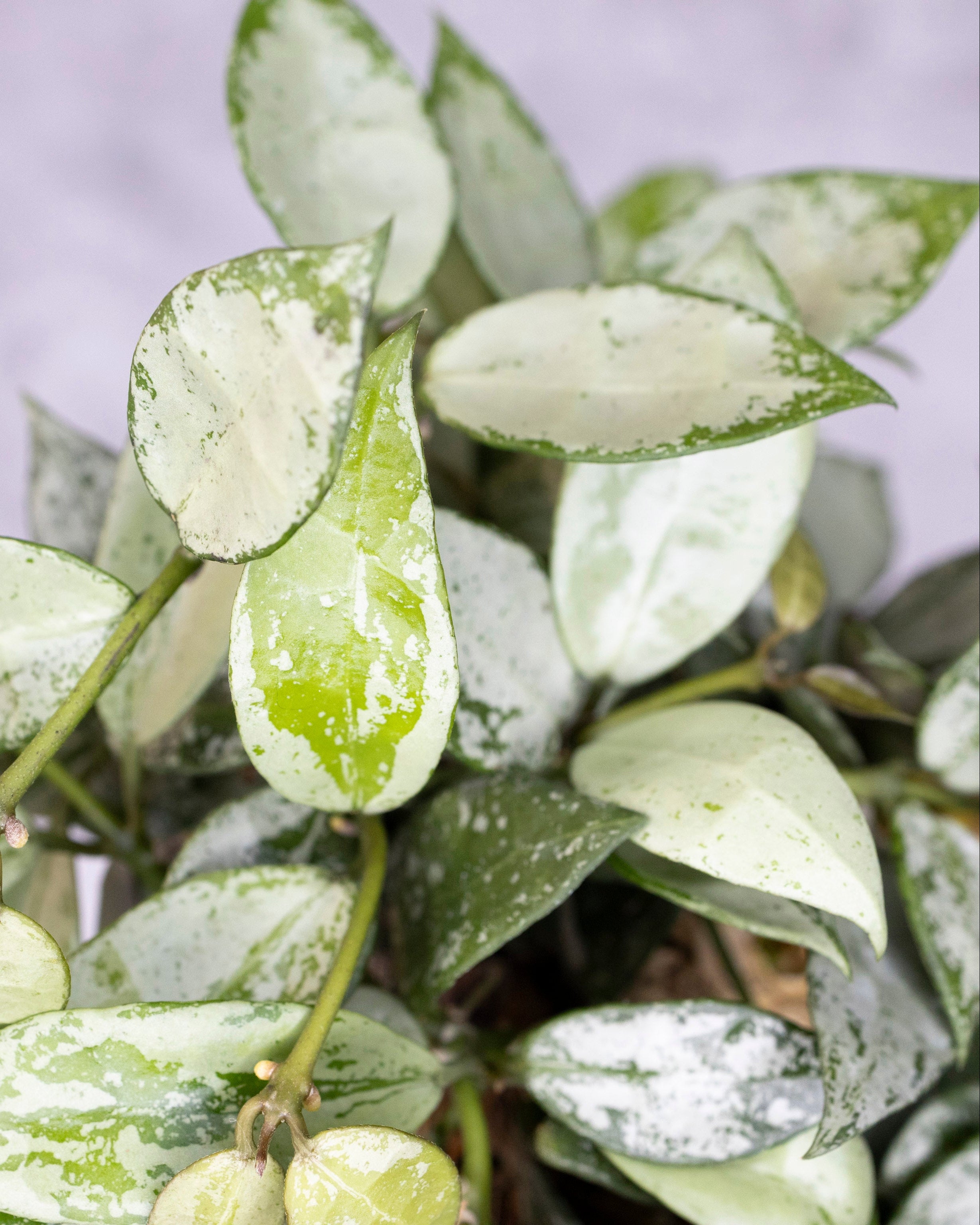 Close-up of a plant with green and white leaves against a blurred background