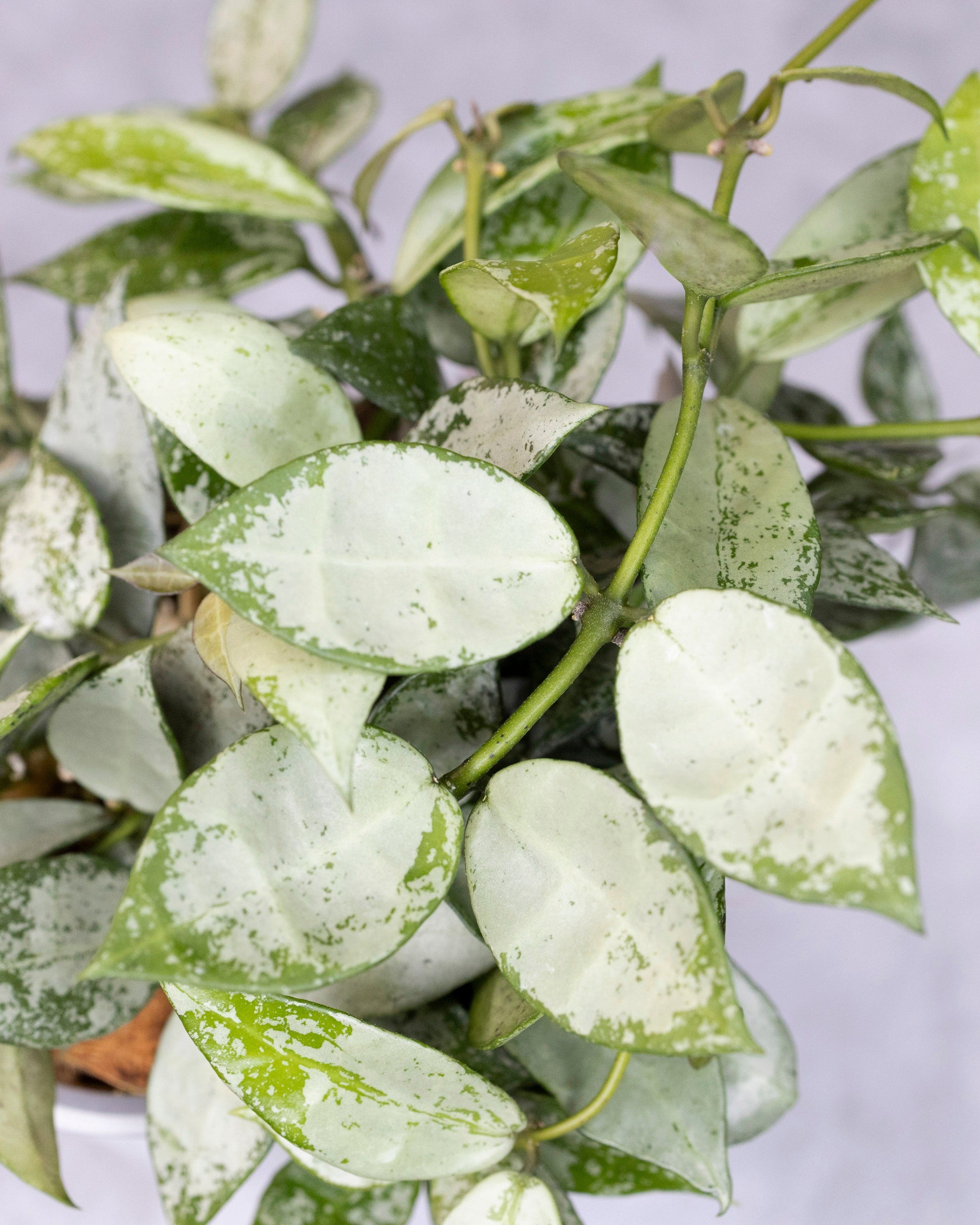 Close-up of a potted plant with green and white leaves on a neutral background