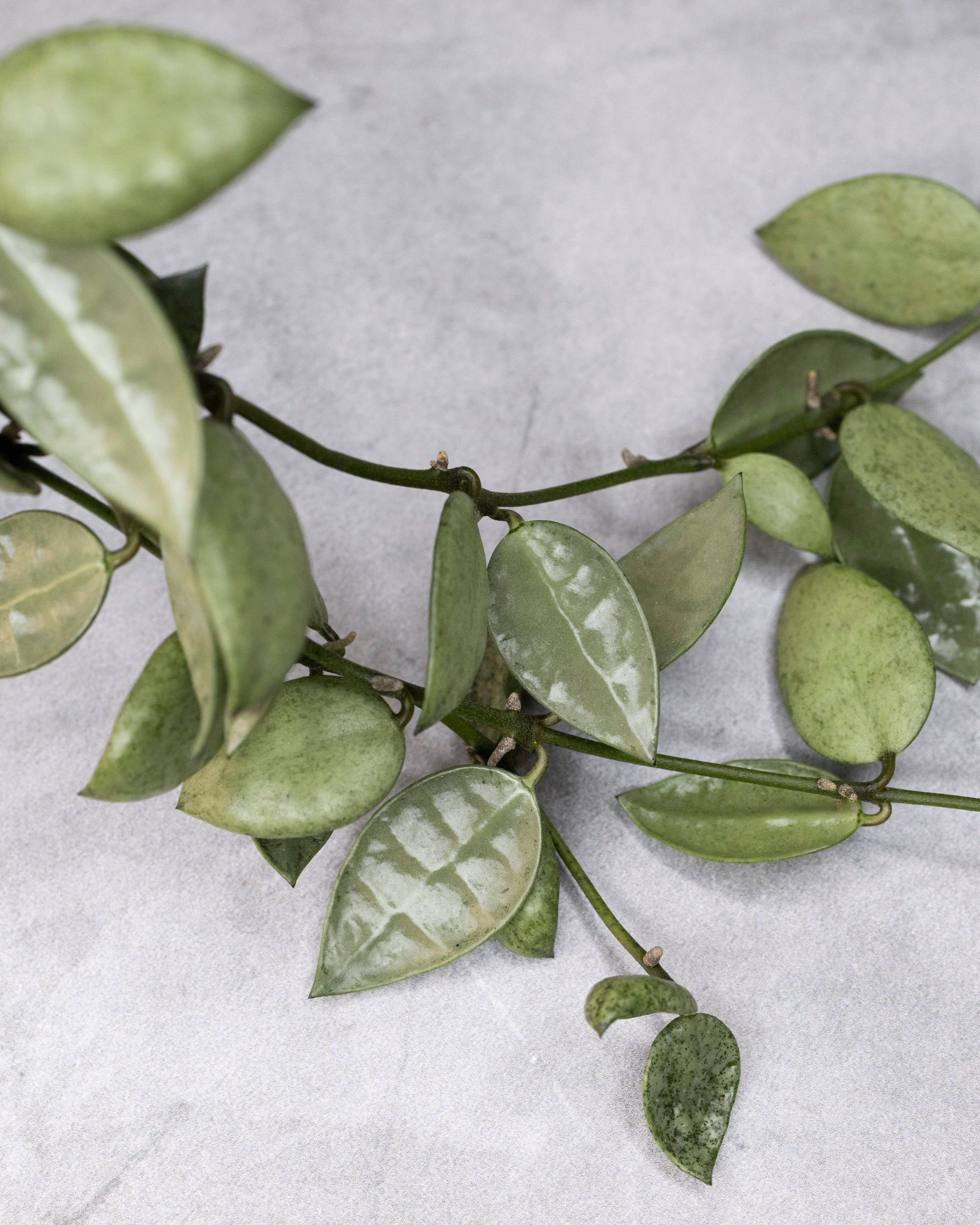Green leafy branch on a textured gray background