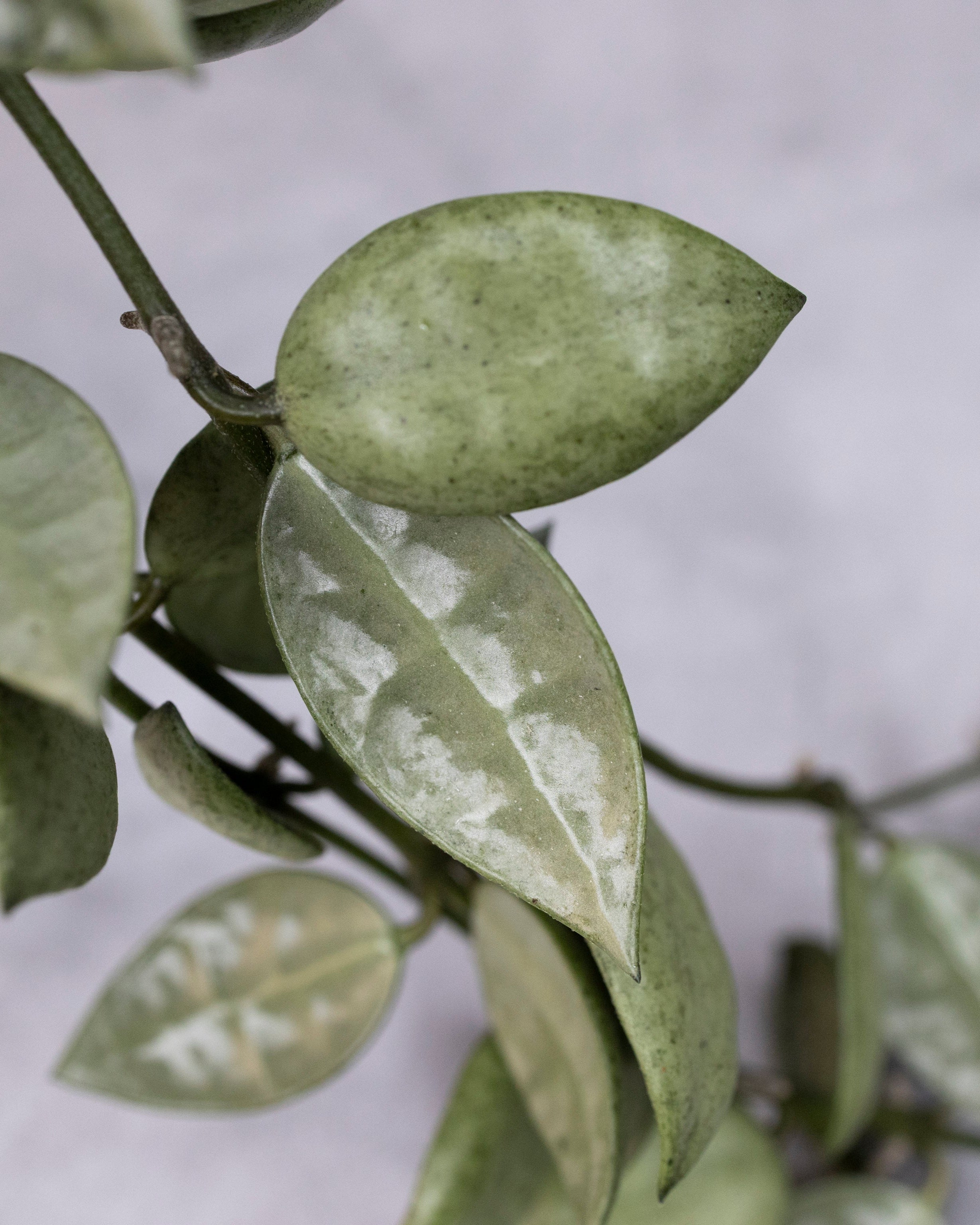 Close-up of green leaves with a blurred background