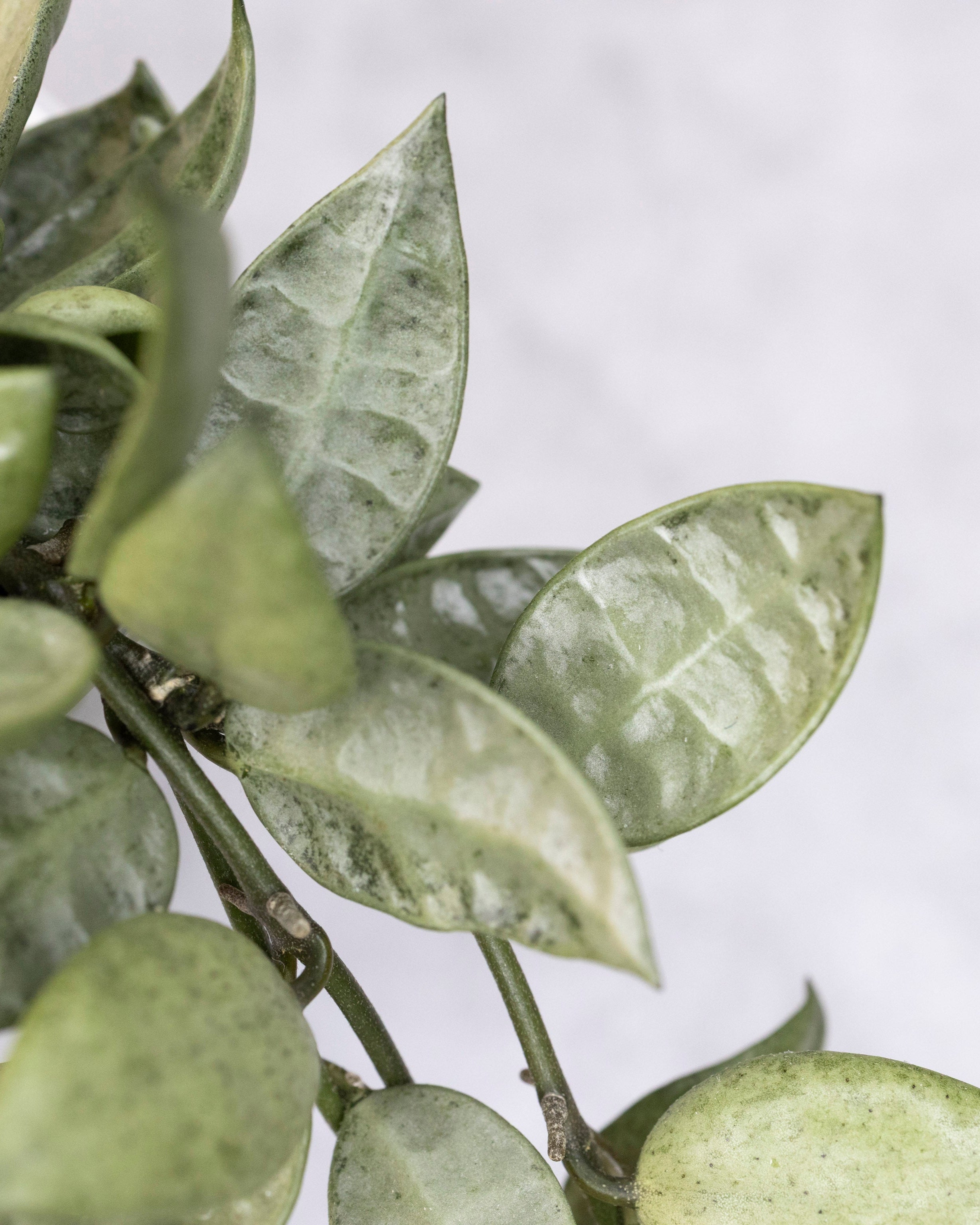 Close-up of green leaves on a white background
