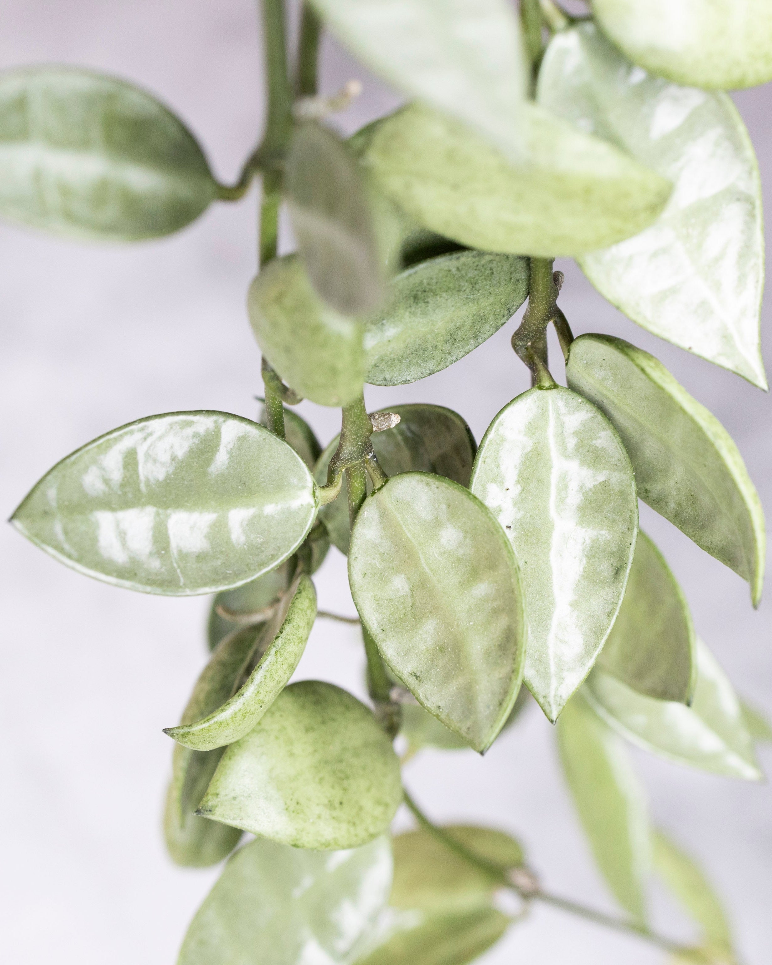 Close-up of a silver leafy plant with a blurred gray background