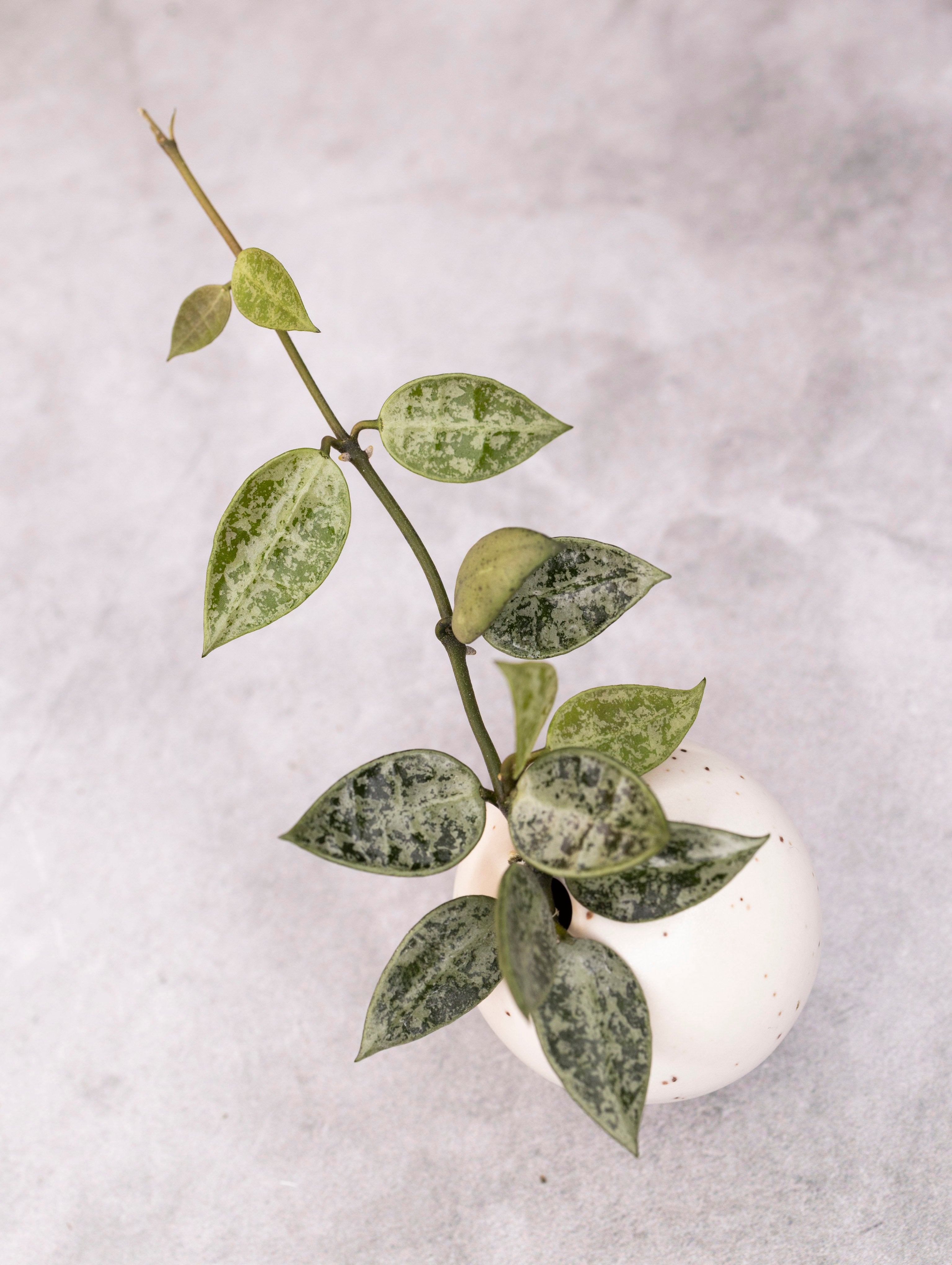 Green leafy plant in a white pot on a light gray background
