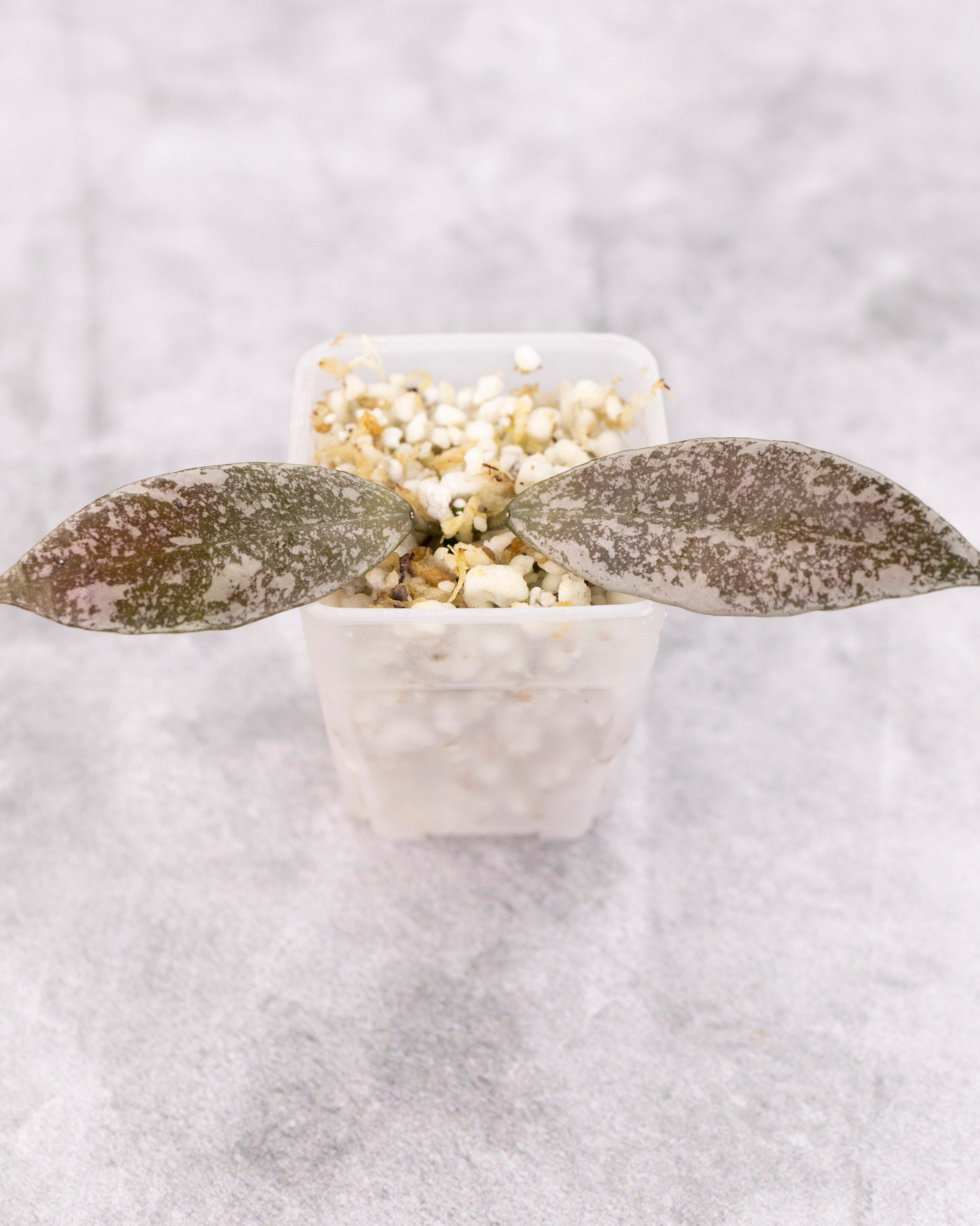 Hoya Lacunosa Laos Splash