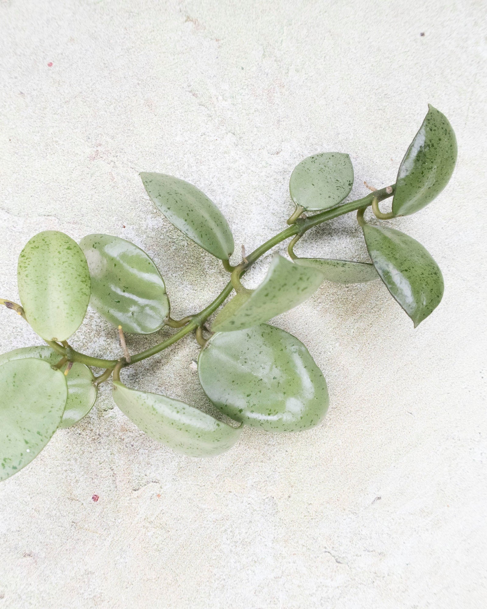 Hoya Lacunosa Mint Coin