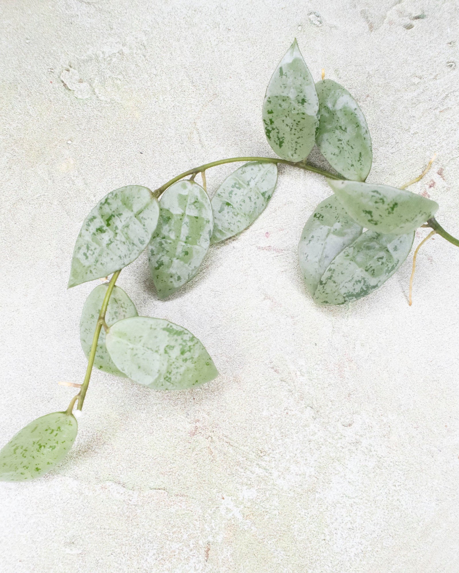 Hoya Lacunosa Moonlight