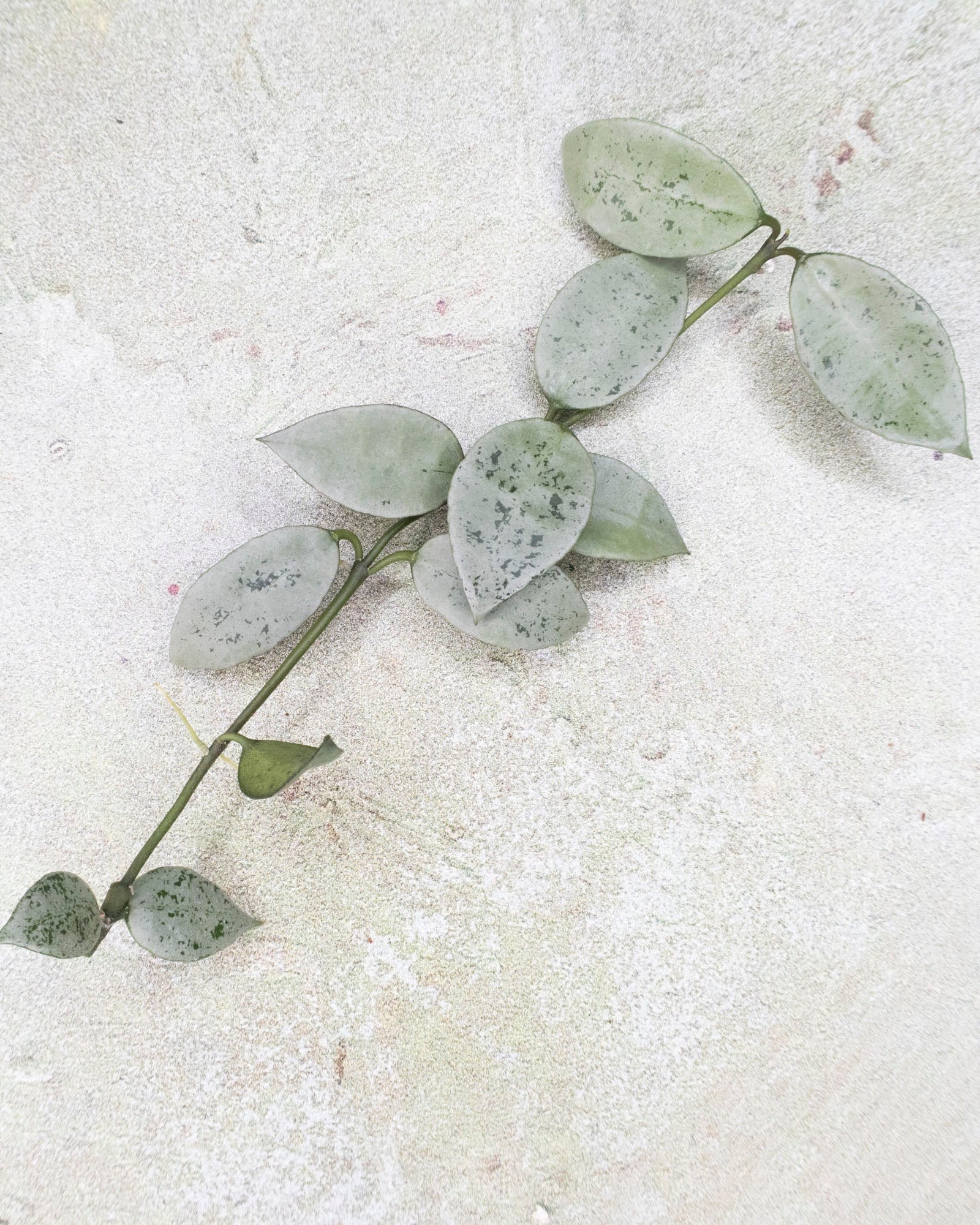 Hoya Lacunosa Moonlight