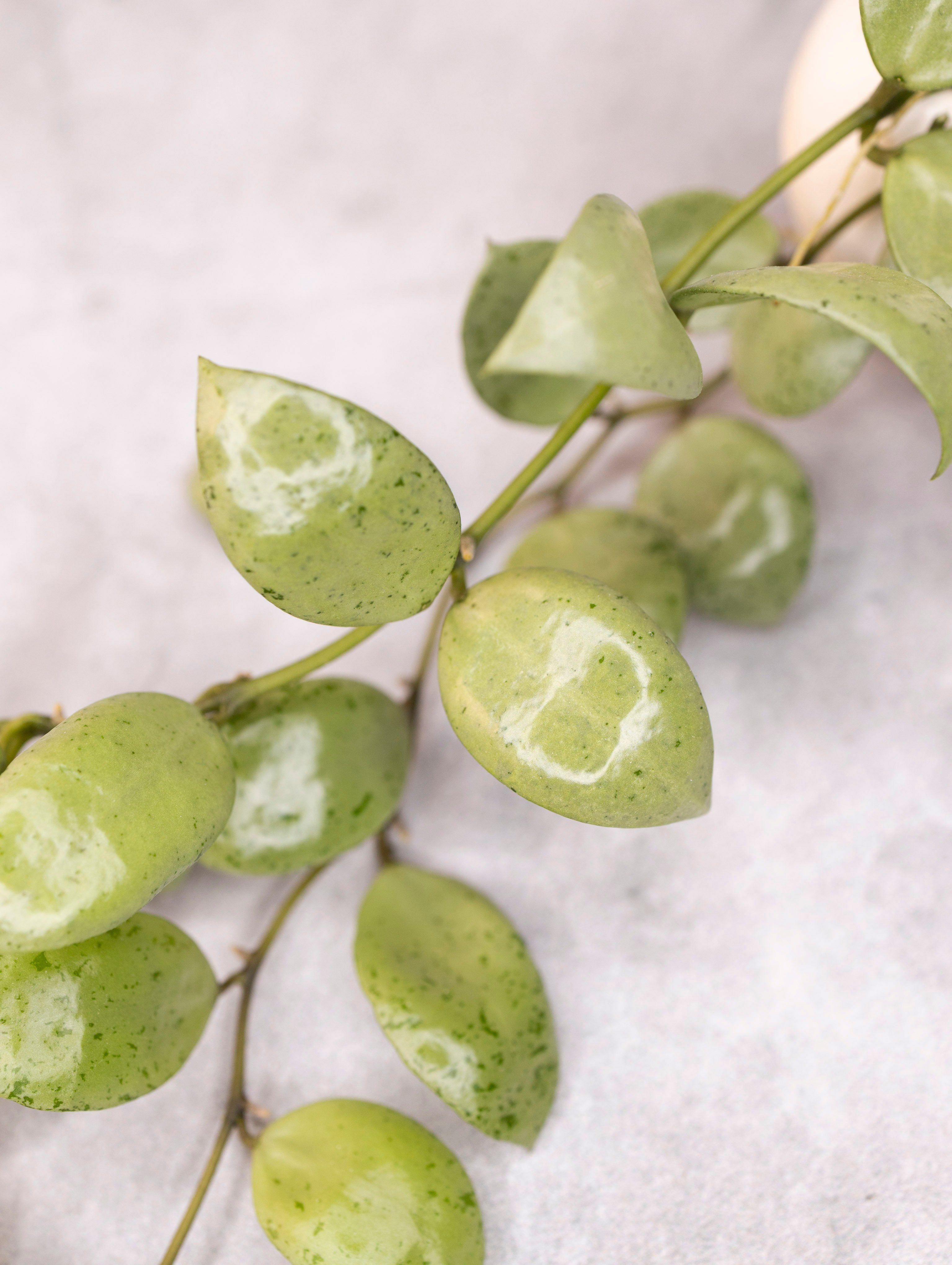 Hoya lacunosa &