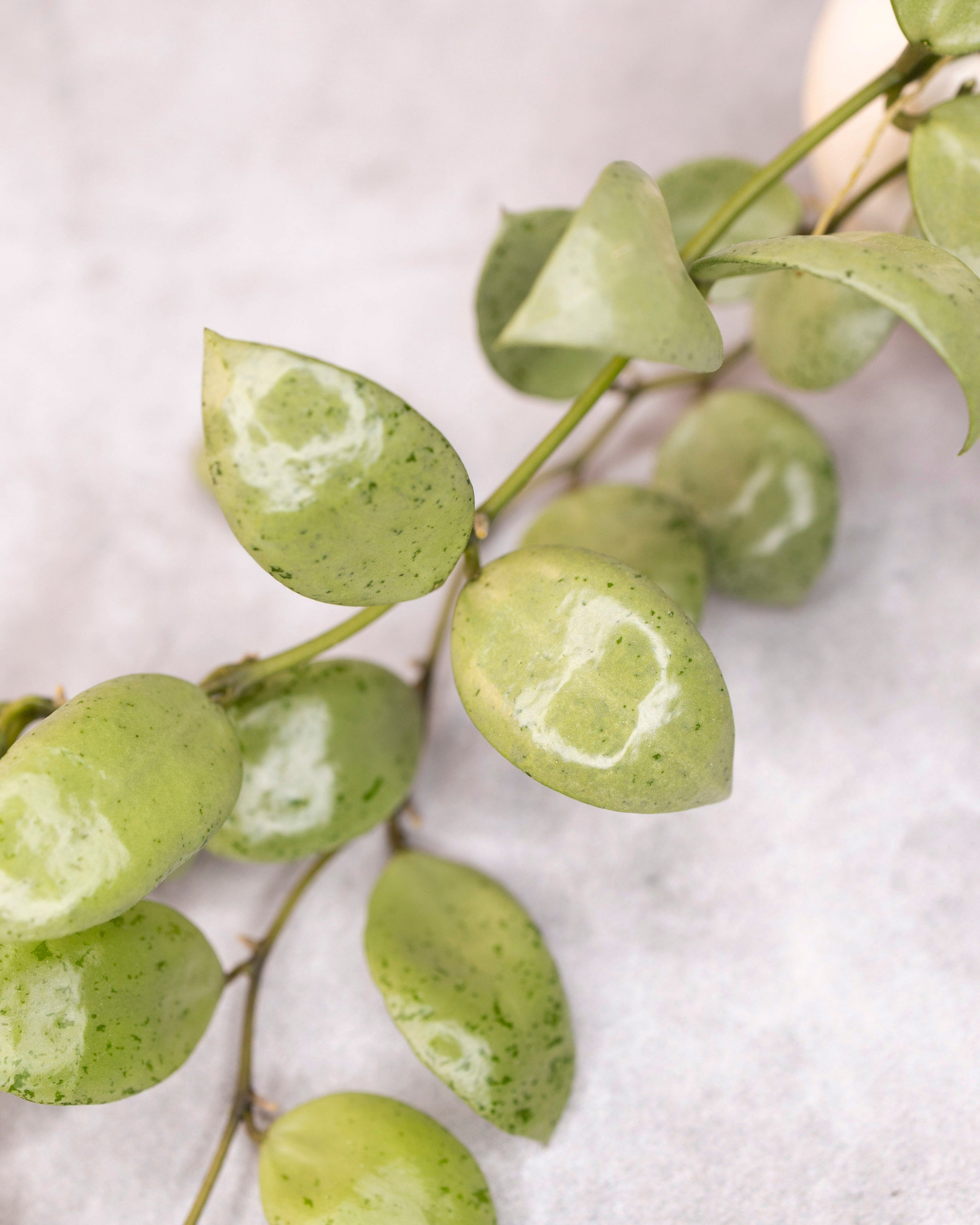 Hoya lacunosa &