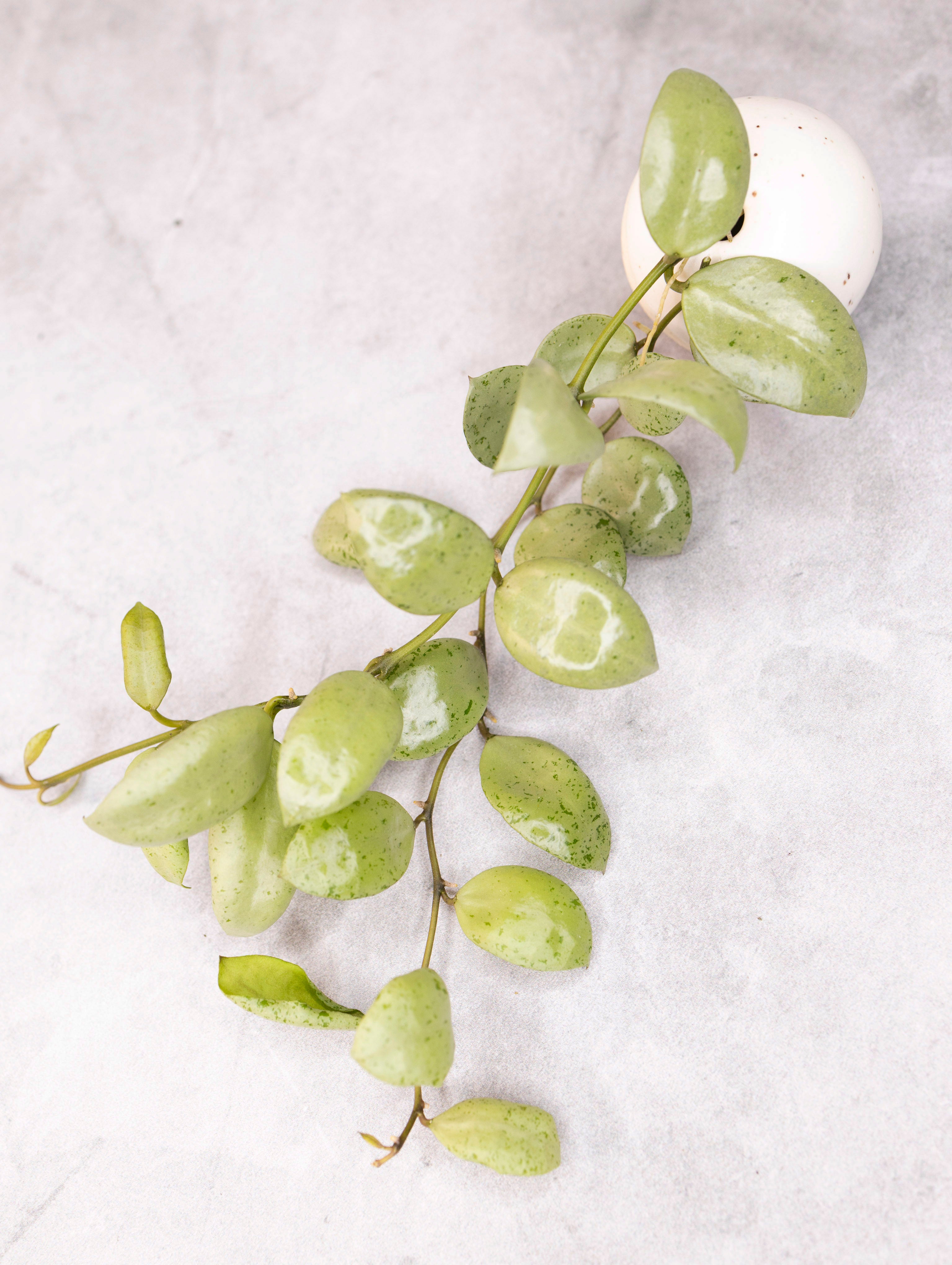 Hoya lacunosa &